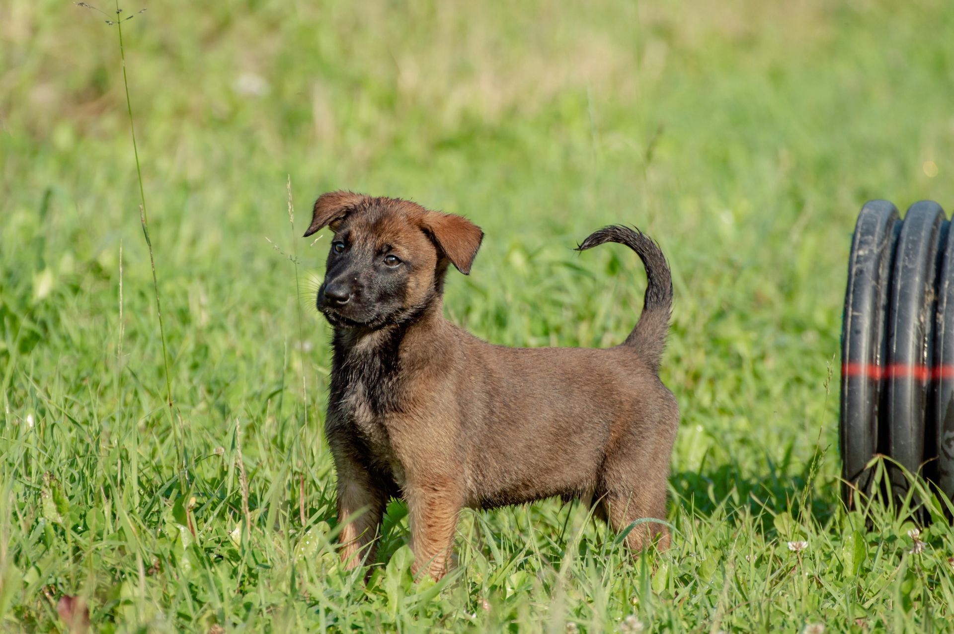 Belgian Malinois Puppy available in Adilabad