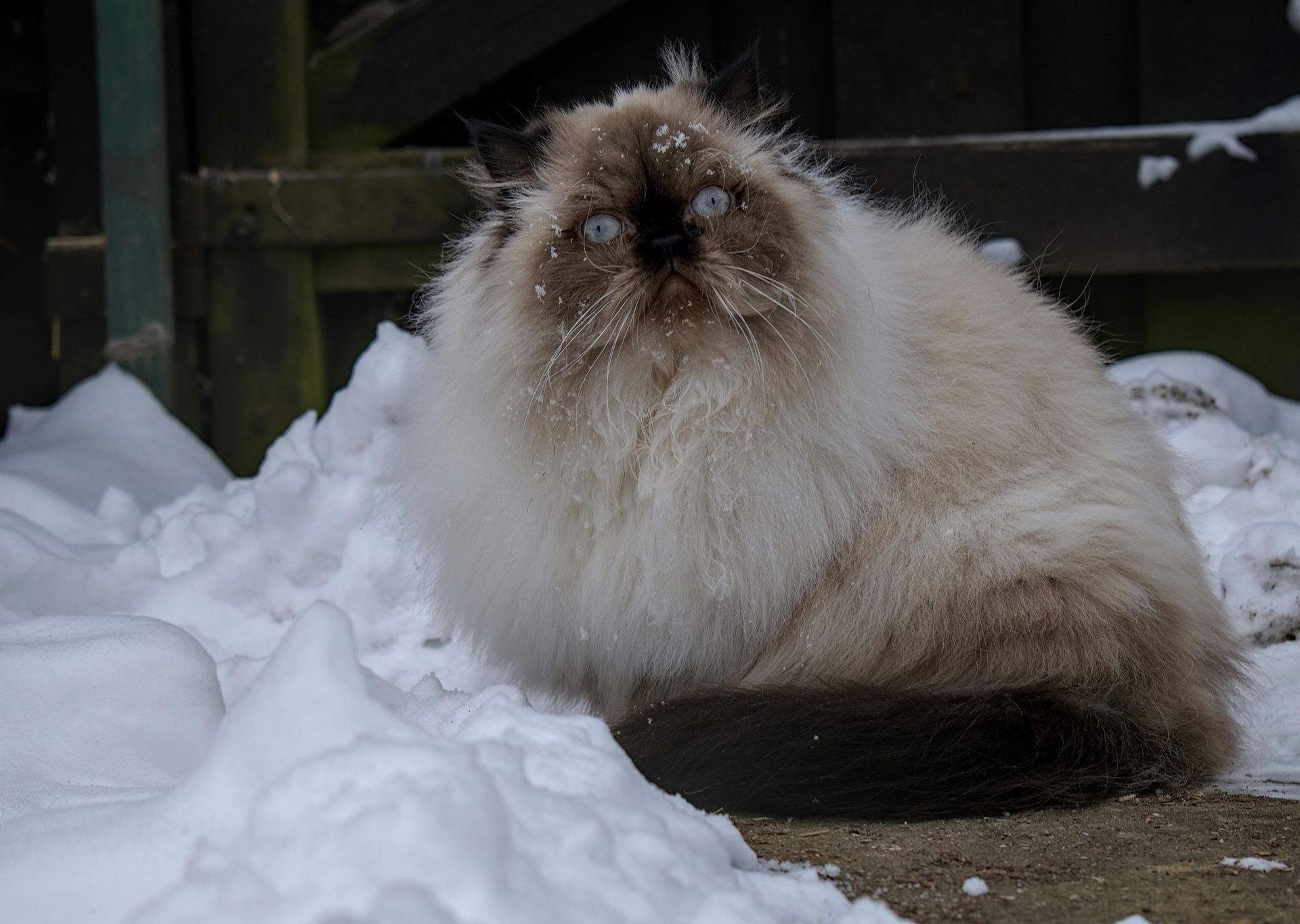 Buy Himalayan Kittens in Adilabad