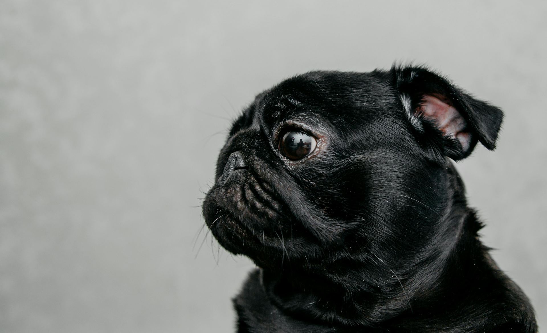 Pug Puppy | Black Color puppy in Bhavnagar