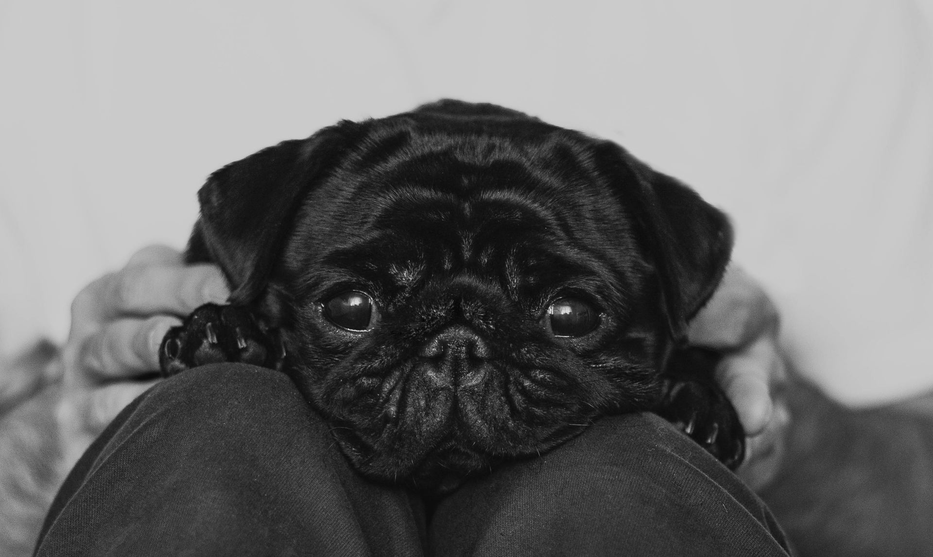 Pug Puppy | Black Color for sale in Bhavnagar