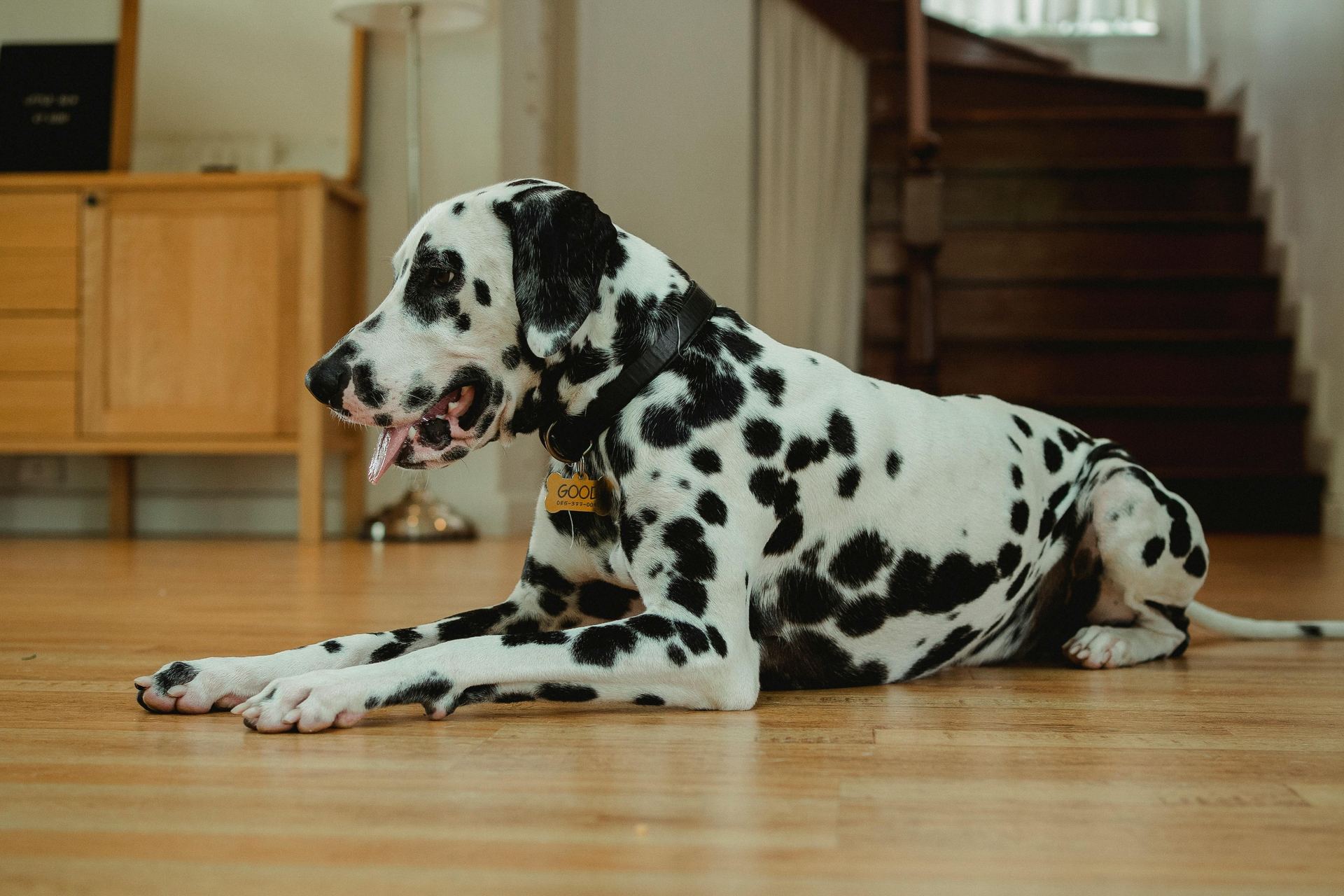Dalmatian Puppy | Black Dots for sale in Adilabad