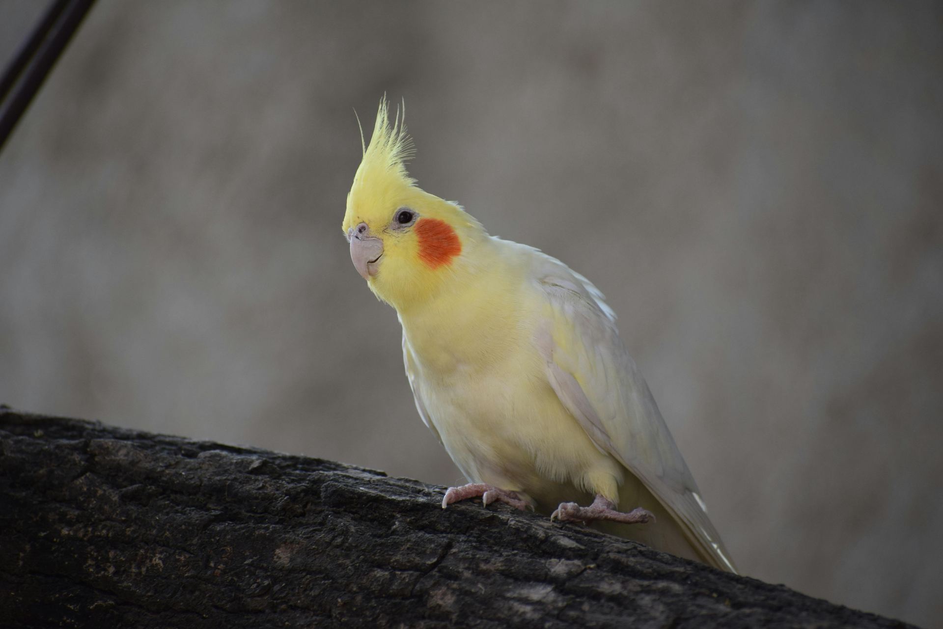 Cockatiel | Lutino available in Adilabad