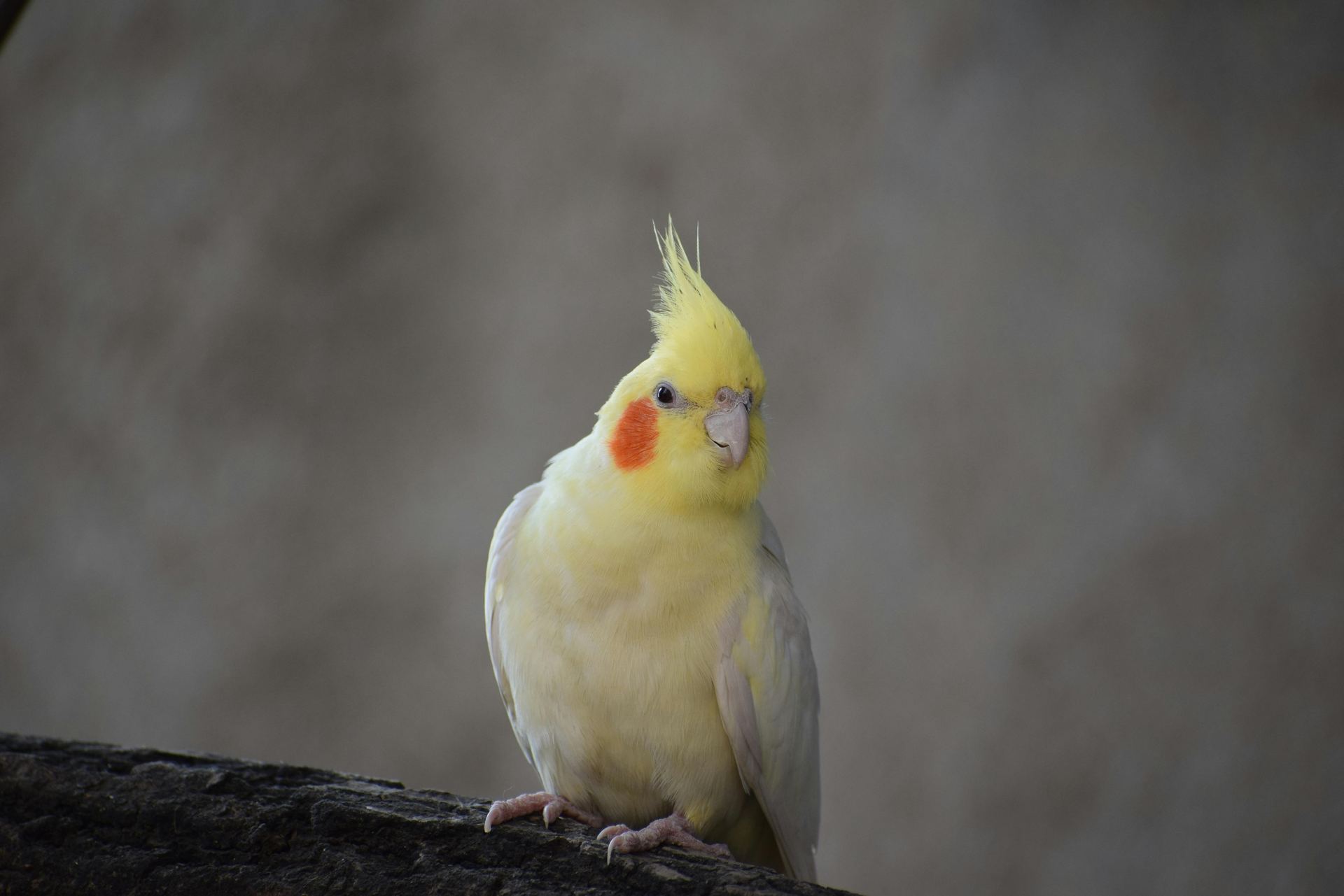 Cockatiel | Lutino for sale in Adilabad