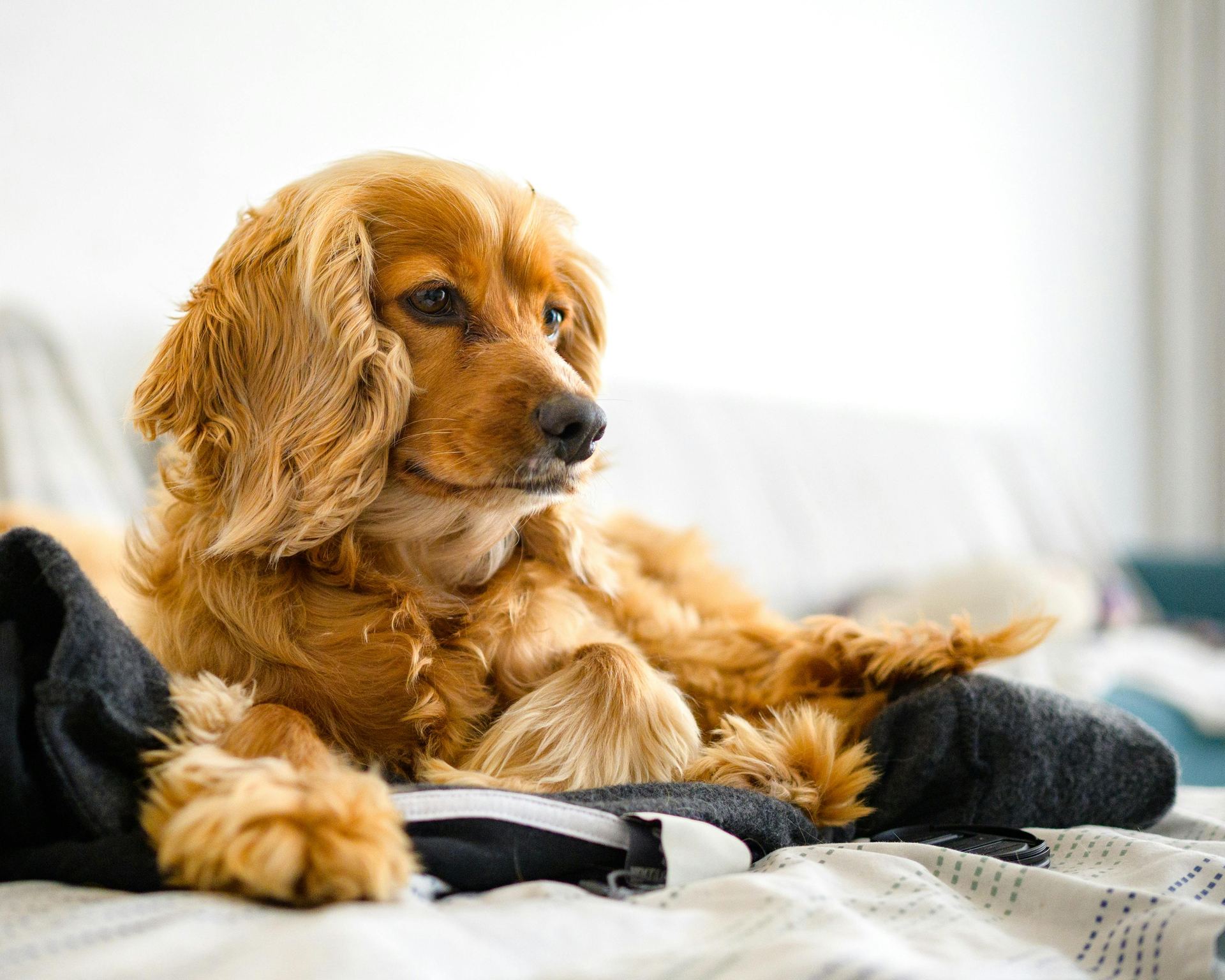 Cocker Spaniel Puppy | Golden Color for sale in Adilabad