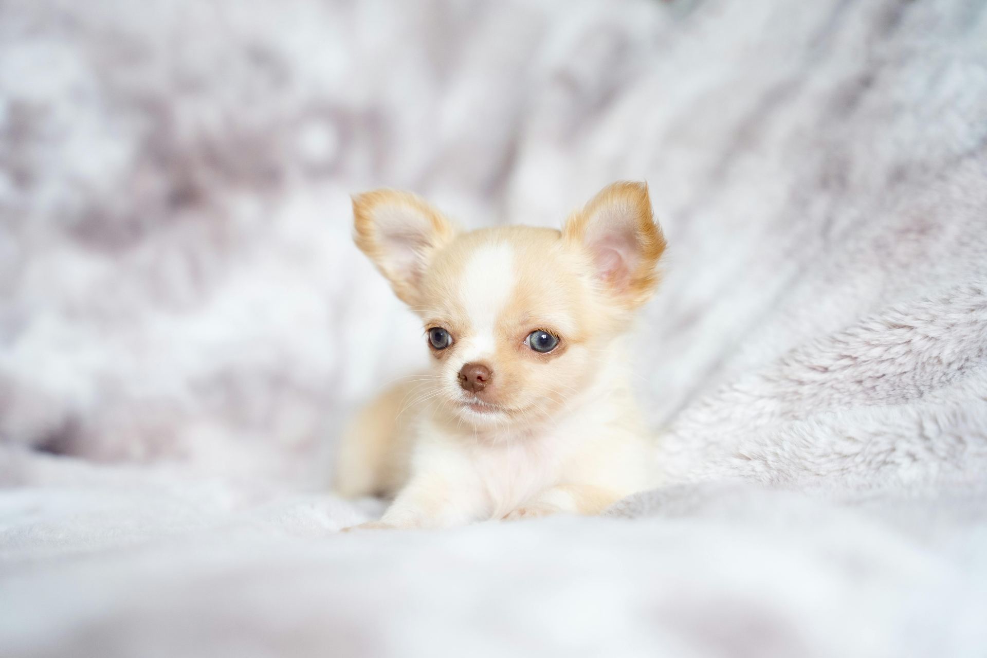 Chihuahua Puppy available in Ntr