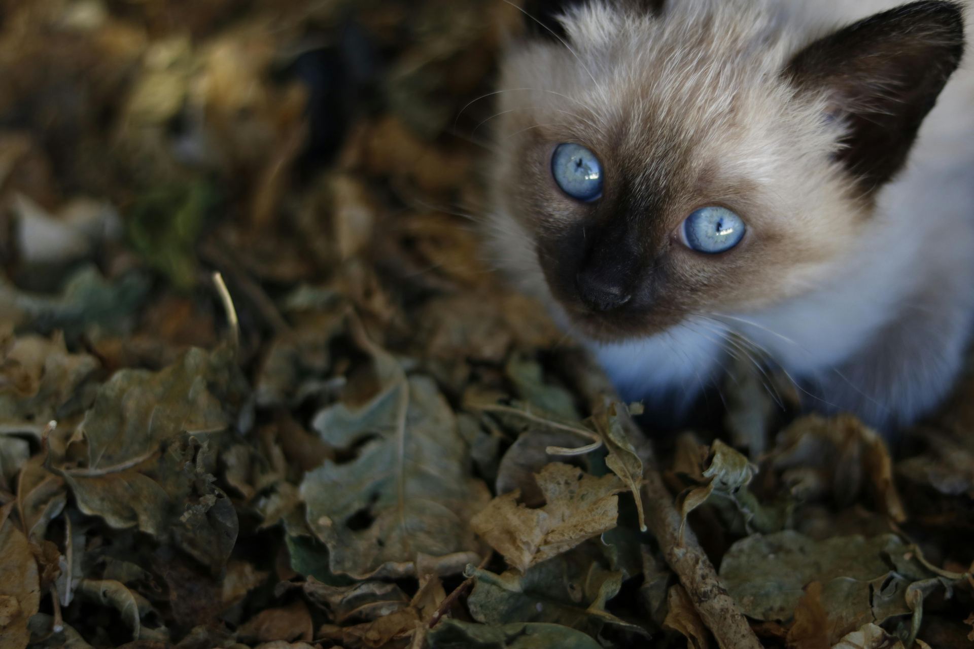 Siamese Kitten