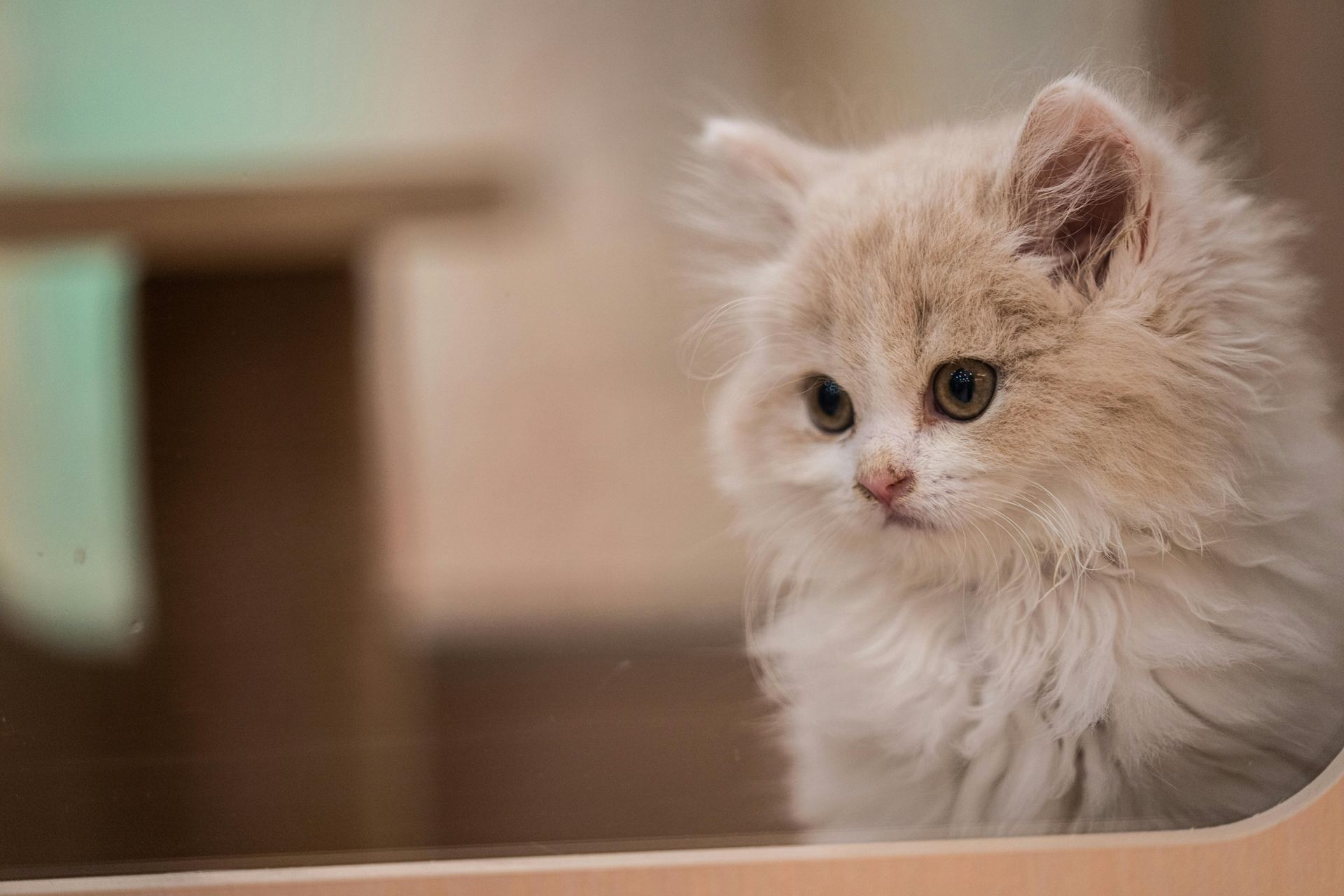Buy Doll Face Persian Kitten in Adilabad