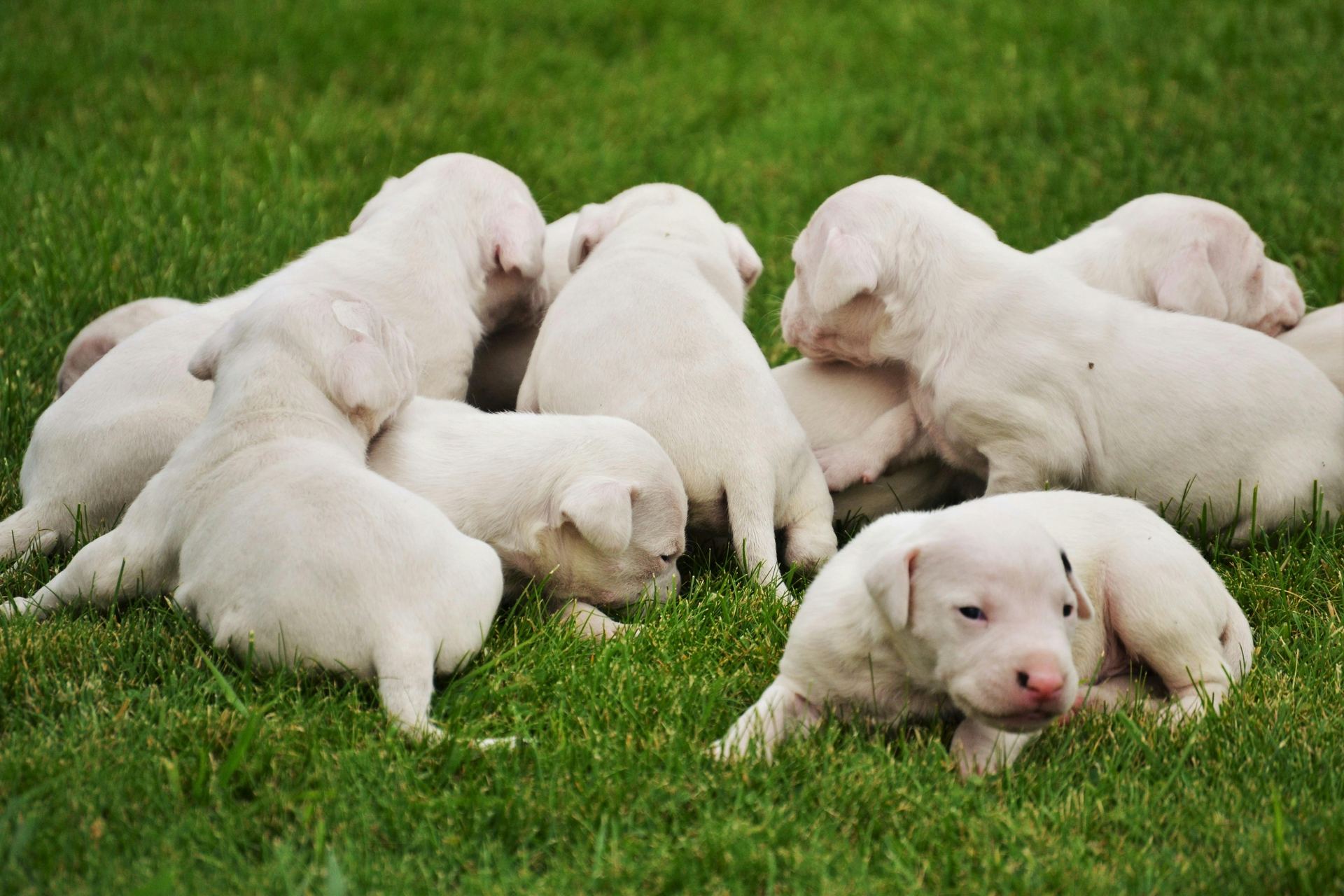 Dogo Argentino Puppy dog in West