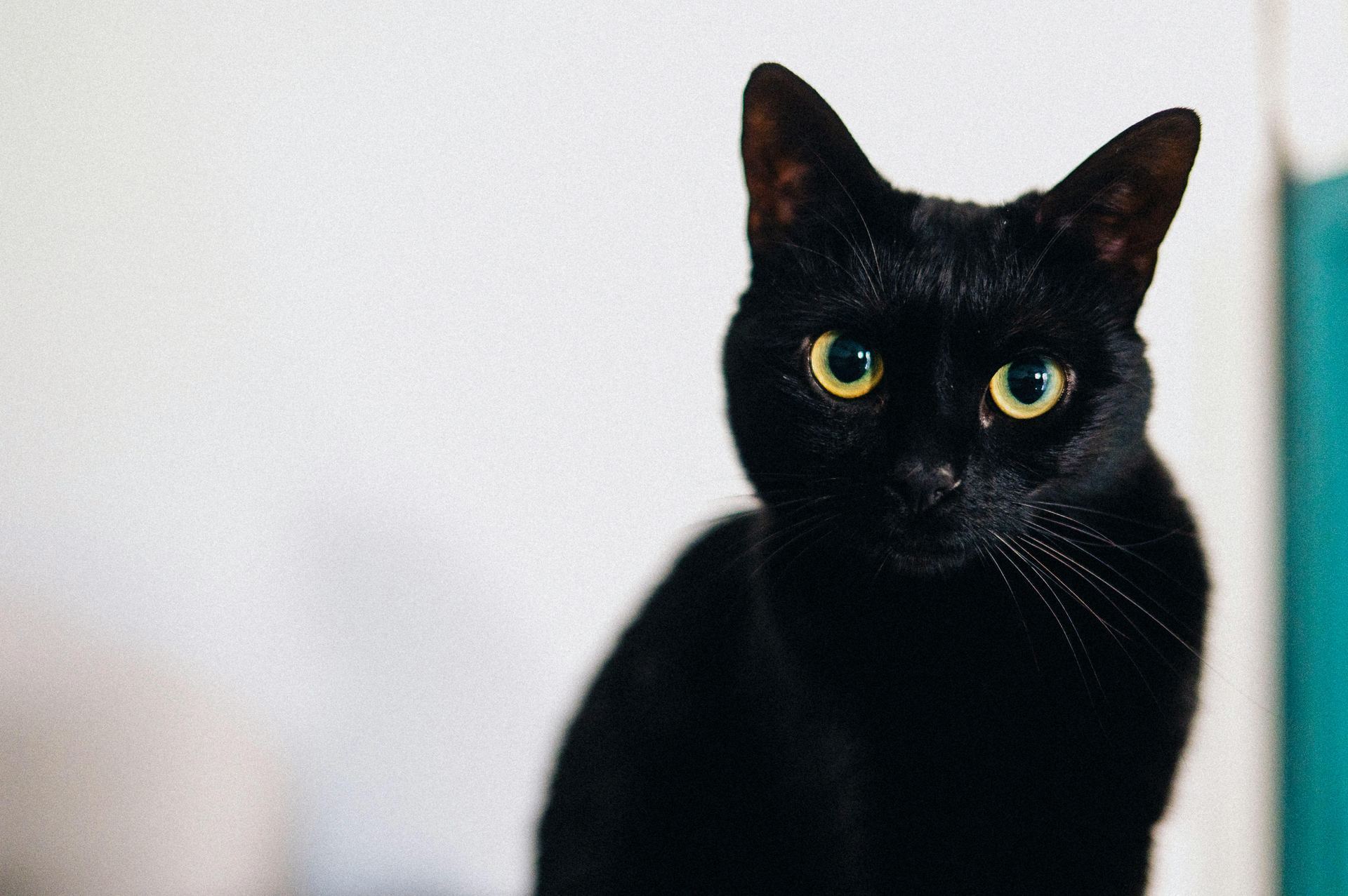 Bombay Kittens kitten available in Adilabad