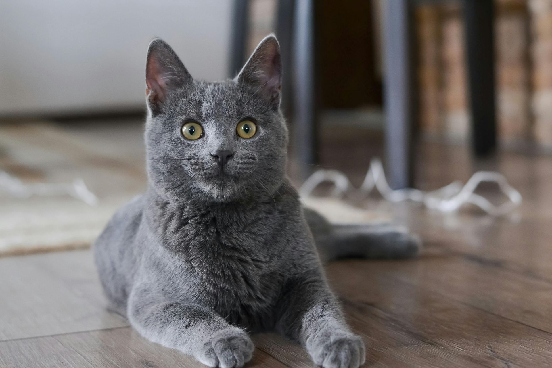 Russian Blue Kitten