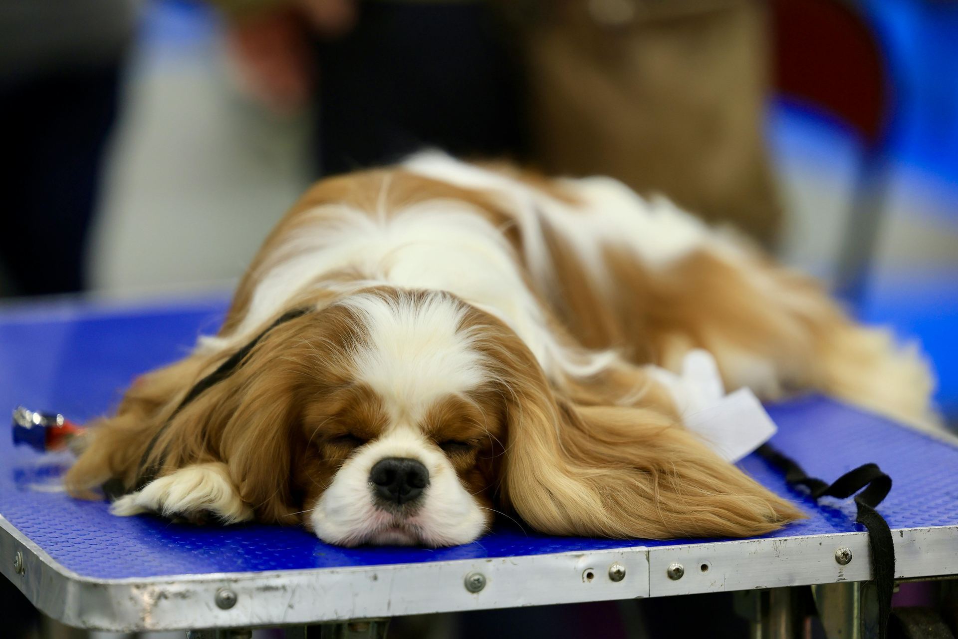 Cavalier King Charles Spaniel Puppy for sale in South West