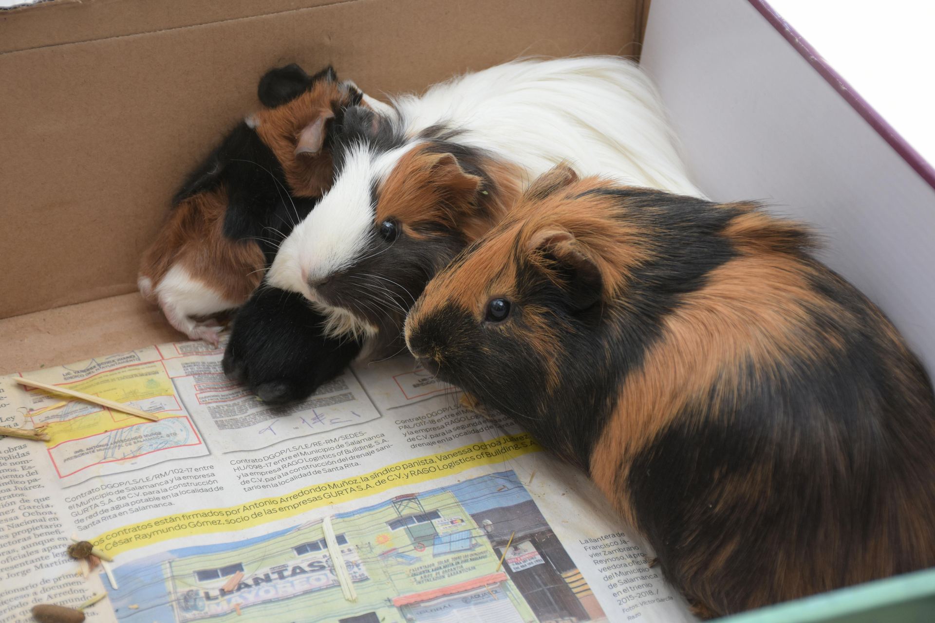 Buy Guinea Pig Babies in Anakapalli