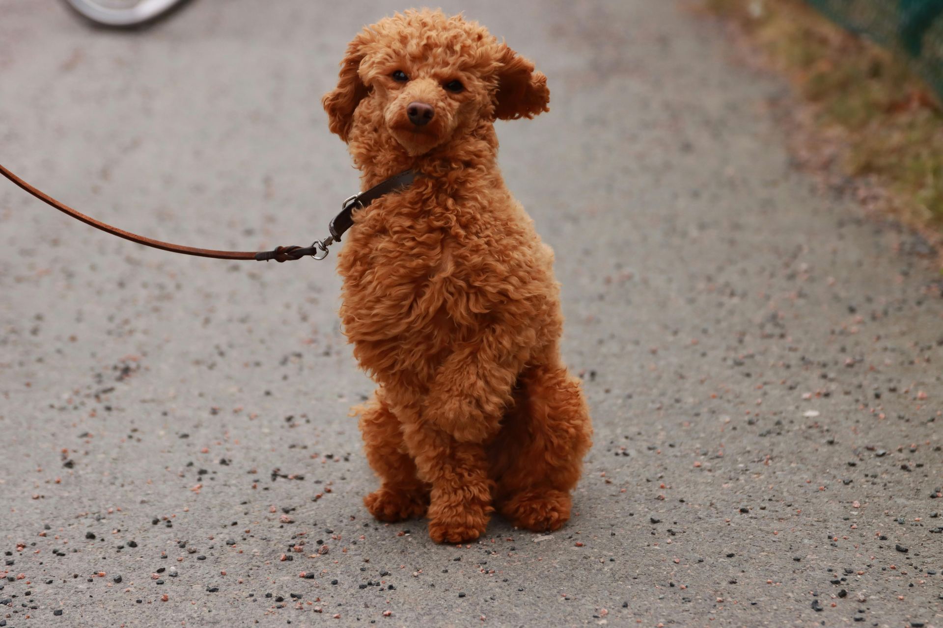 Standard Poodle Puppy dog in Bhavnagar