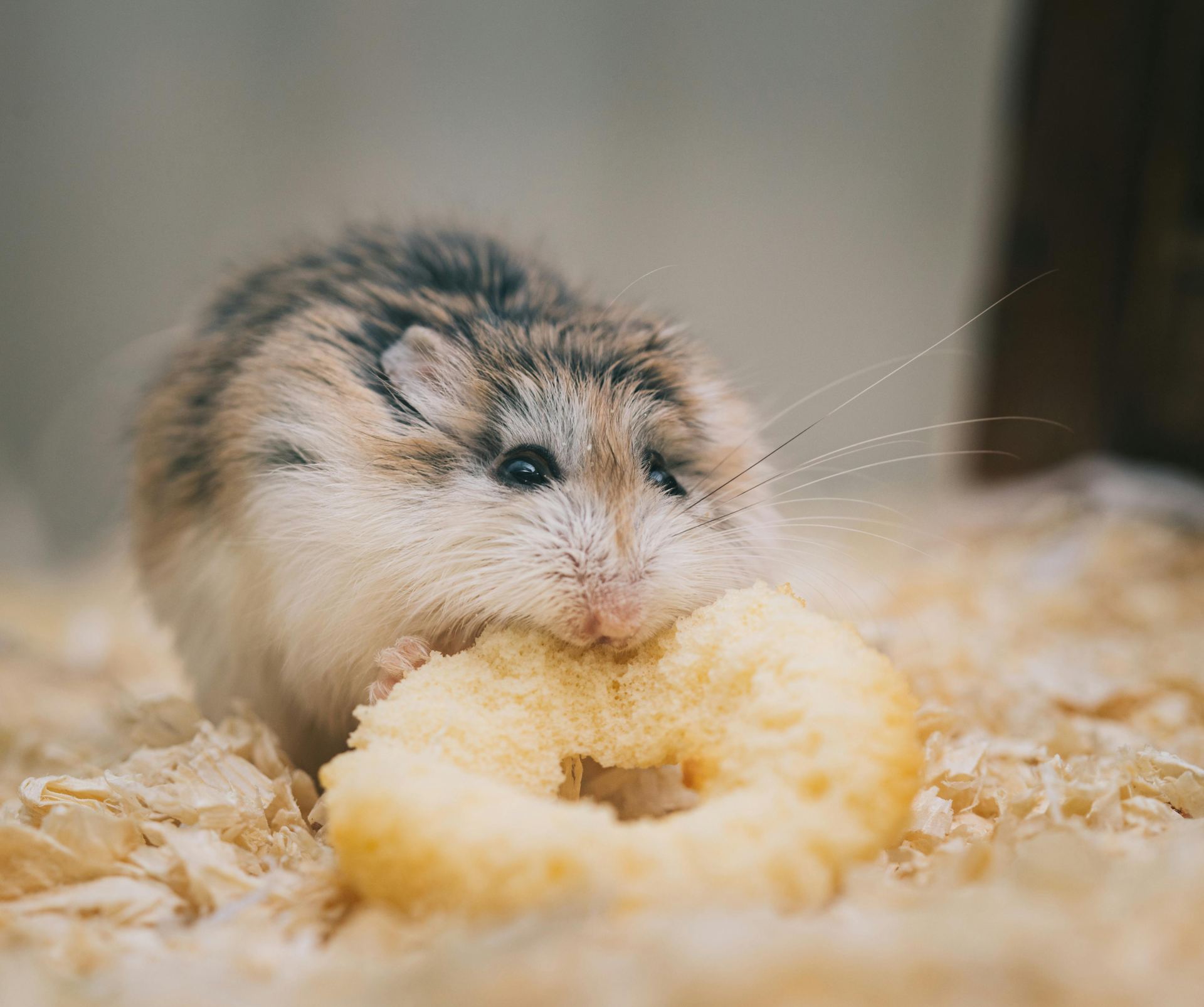 Buy Hamsters in Eluru
