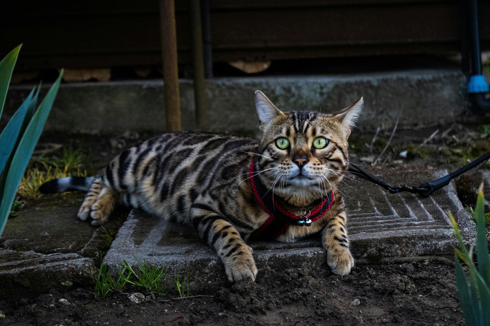 Bengal Kittens