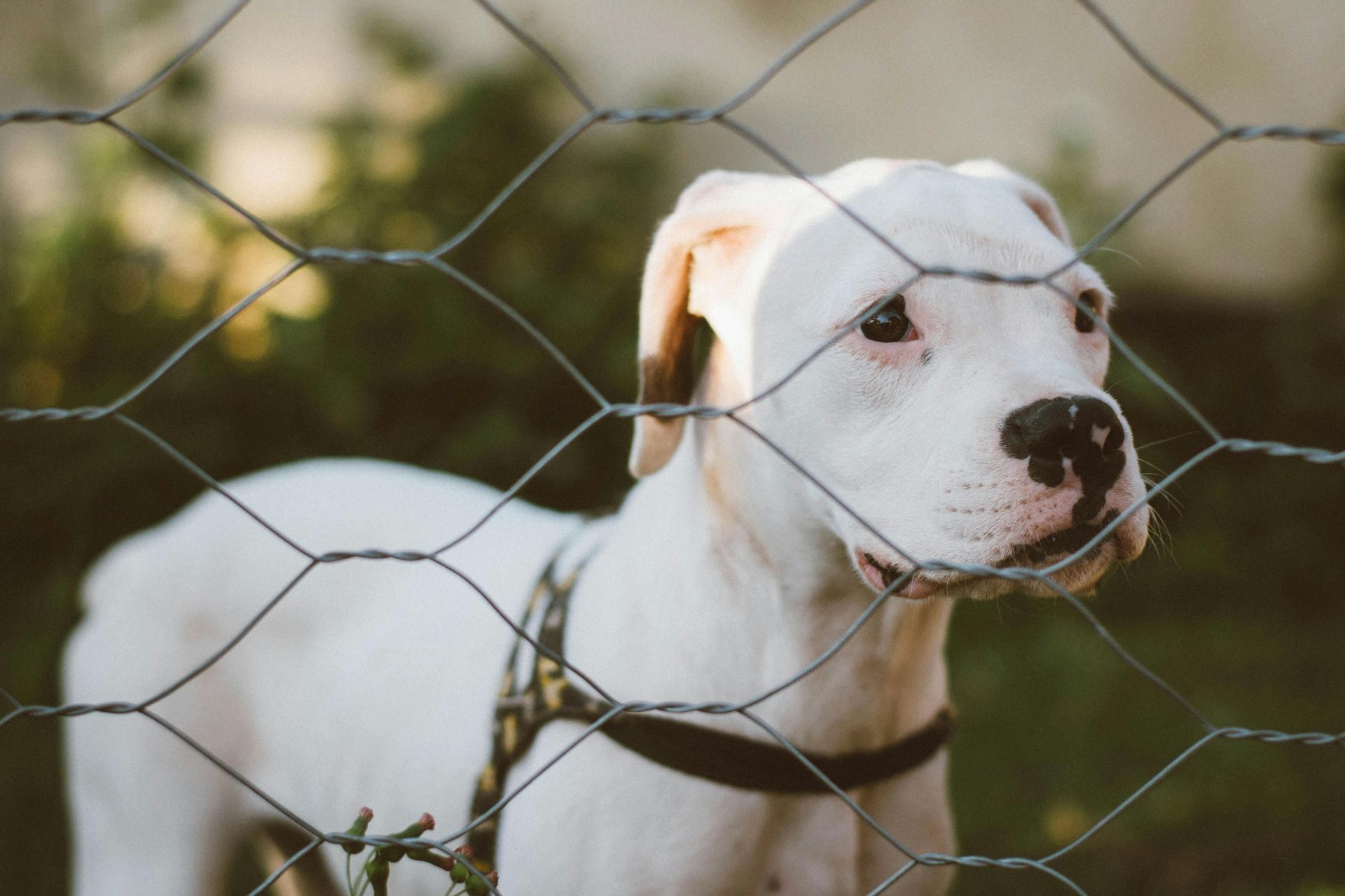 Dogo Argentino Puppy puppy in West