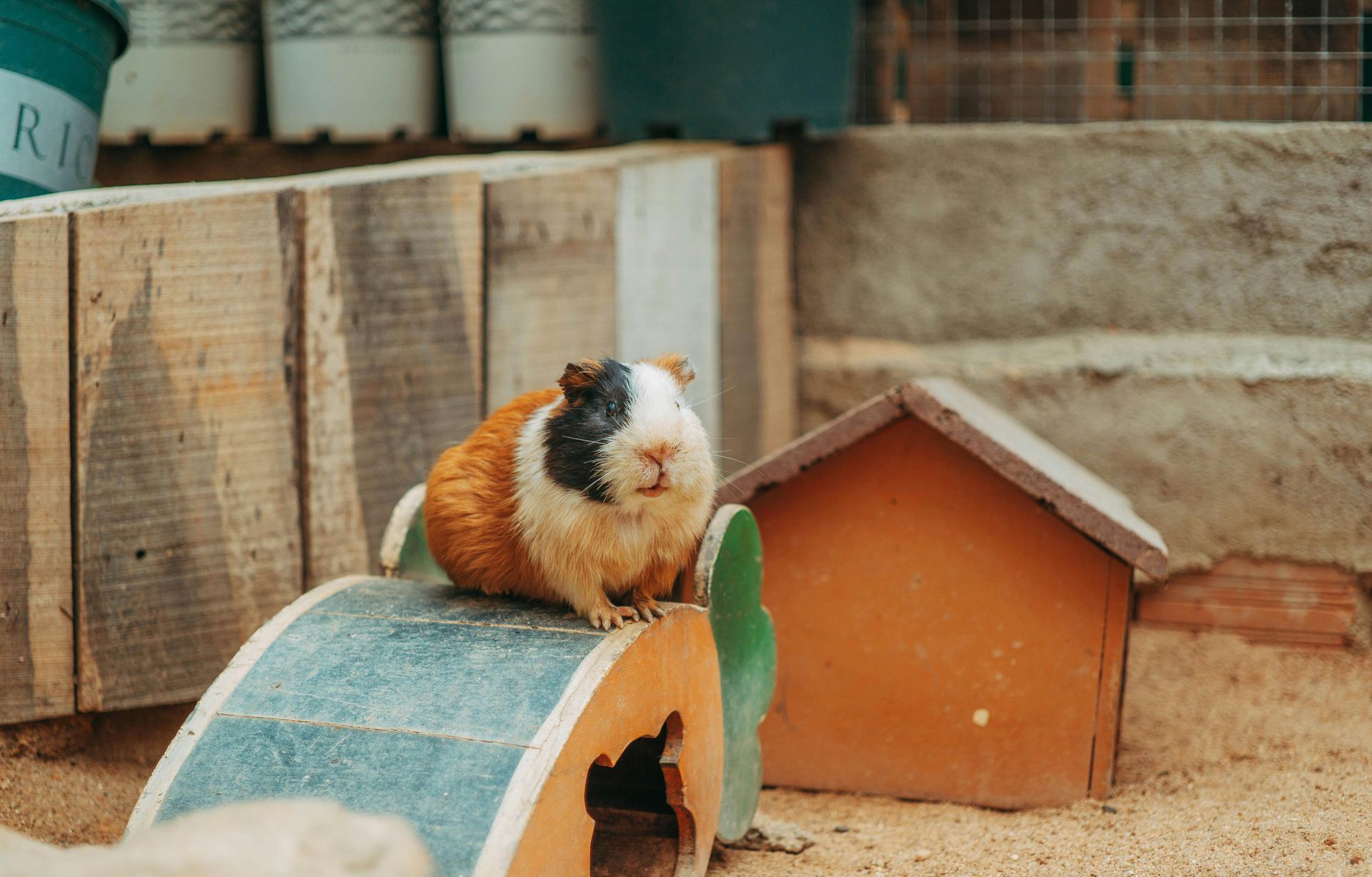 Guinea Pig Babies small pet in Anakapalli