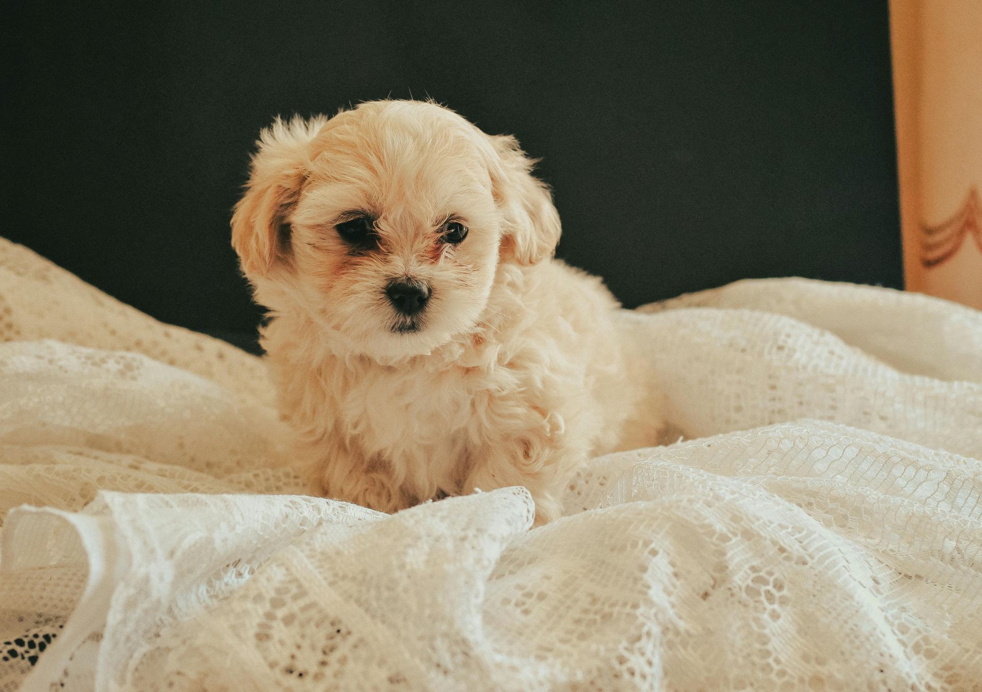 Maltipoo Puppy dog in Bhavnagar