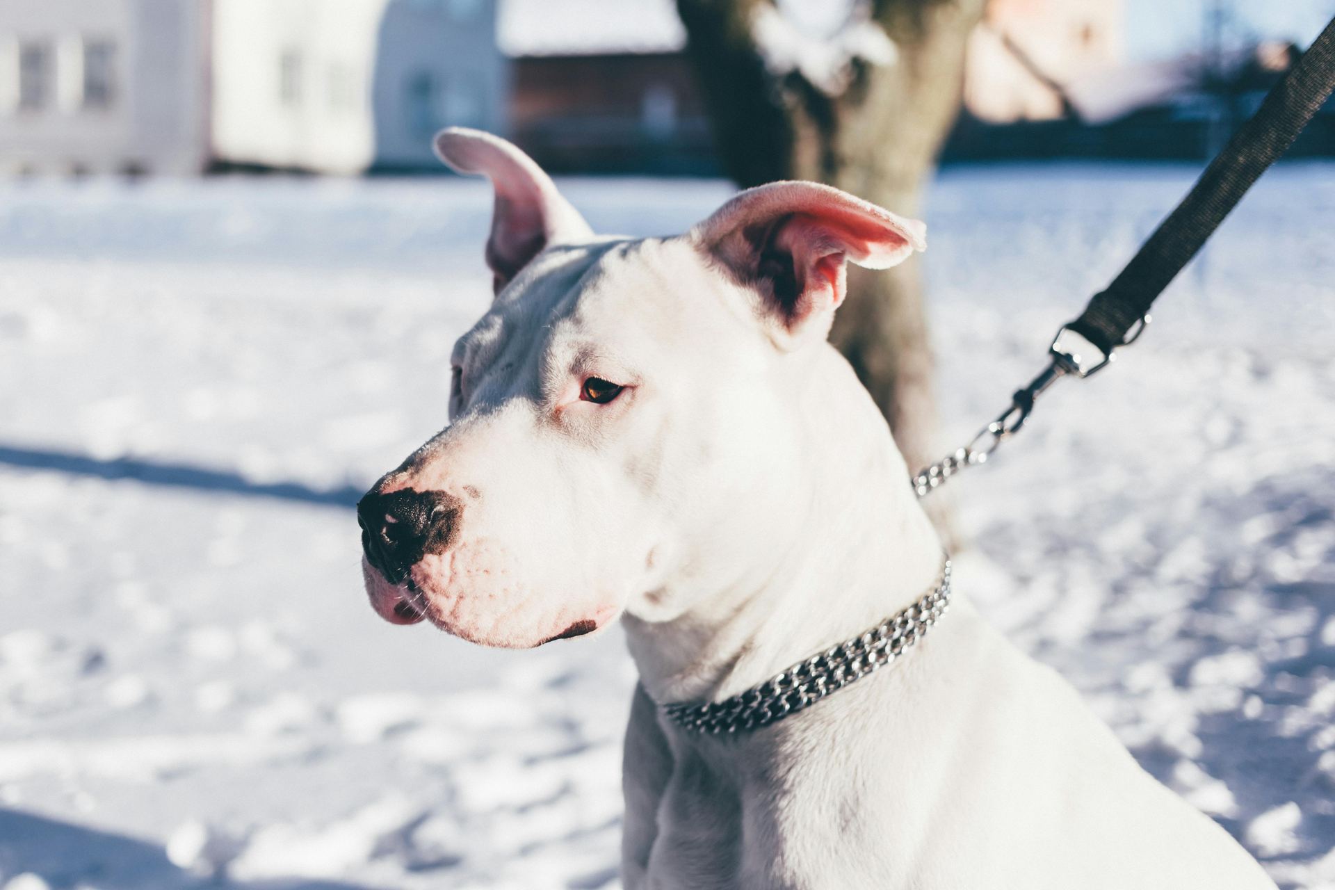 Dogo Argentino Puppy for sale in West