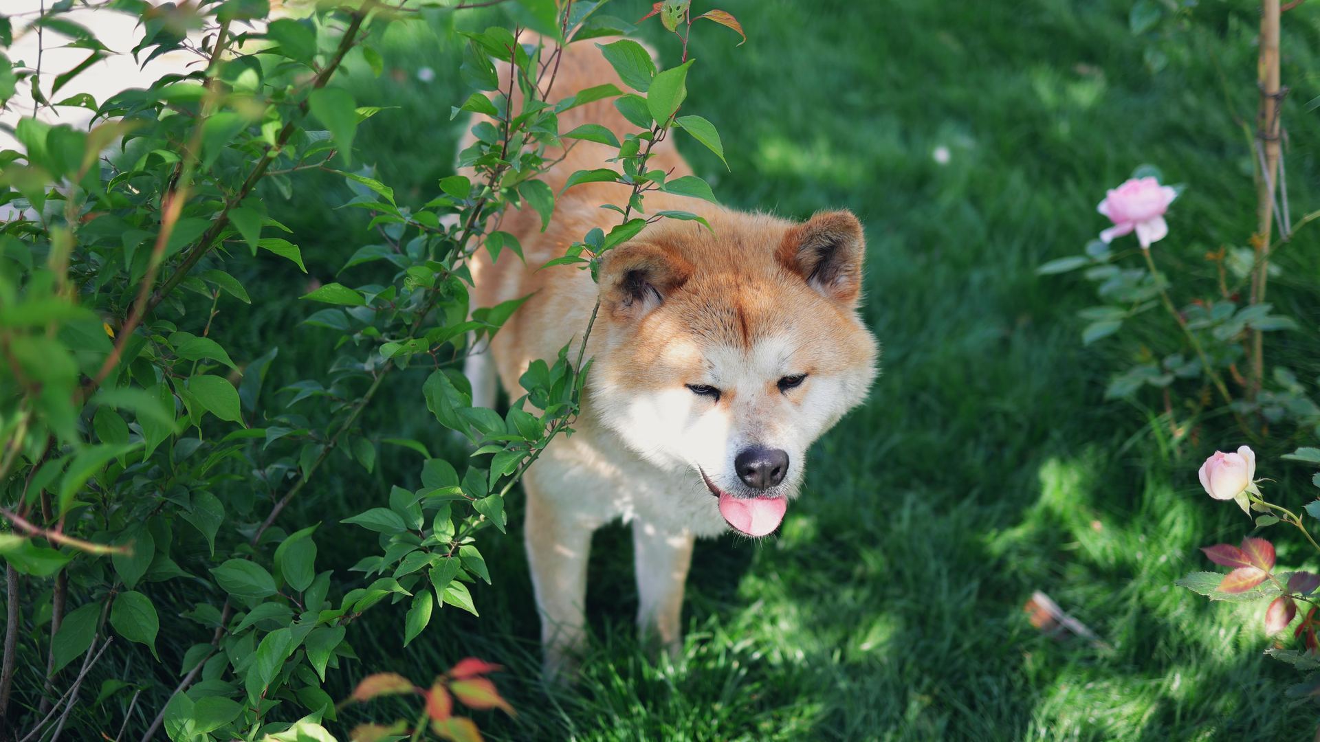 Akita Inu Puppy available in Agra