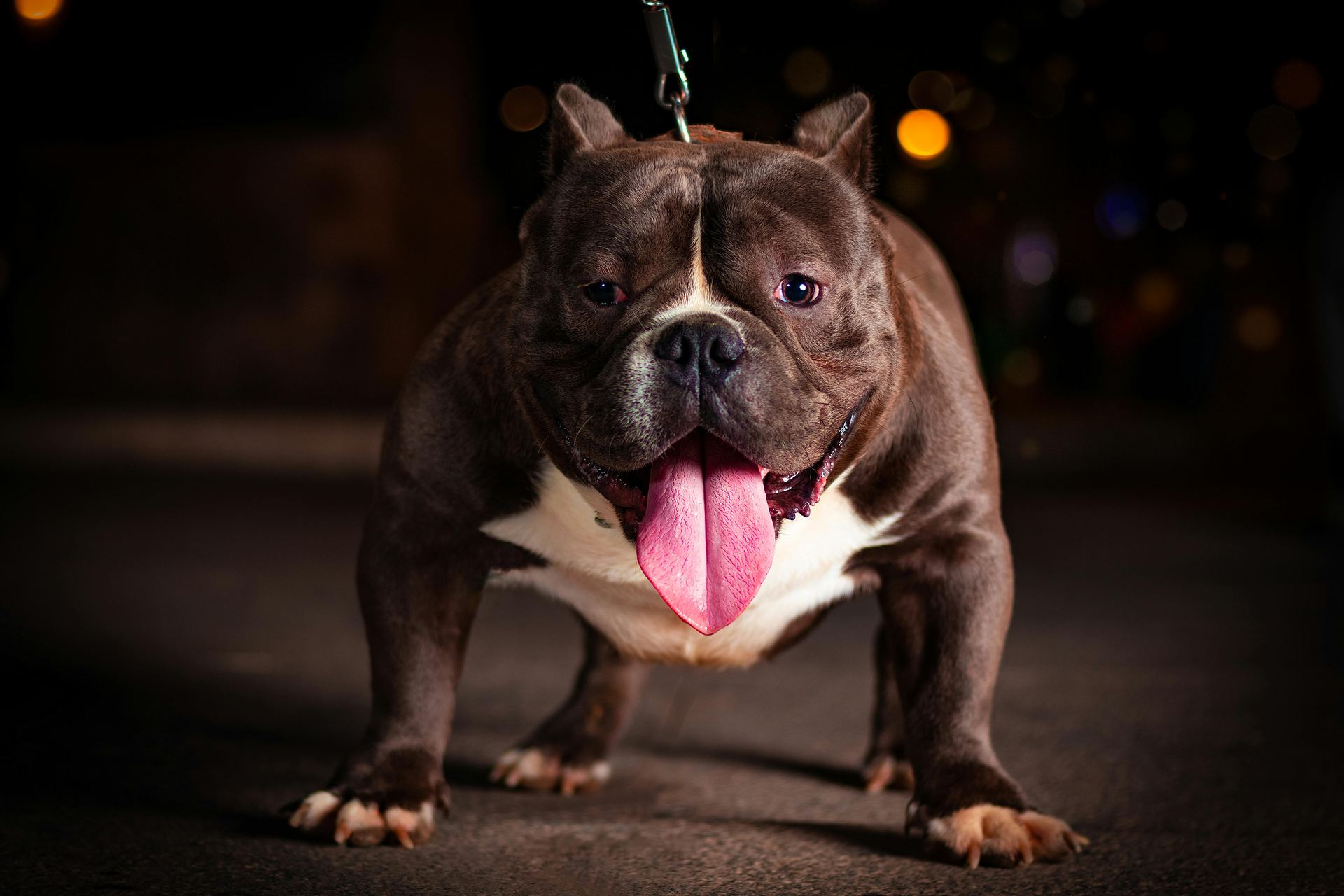 American Bully | Standard Size Puppy dog in Adilabad