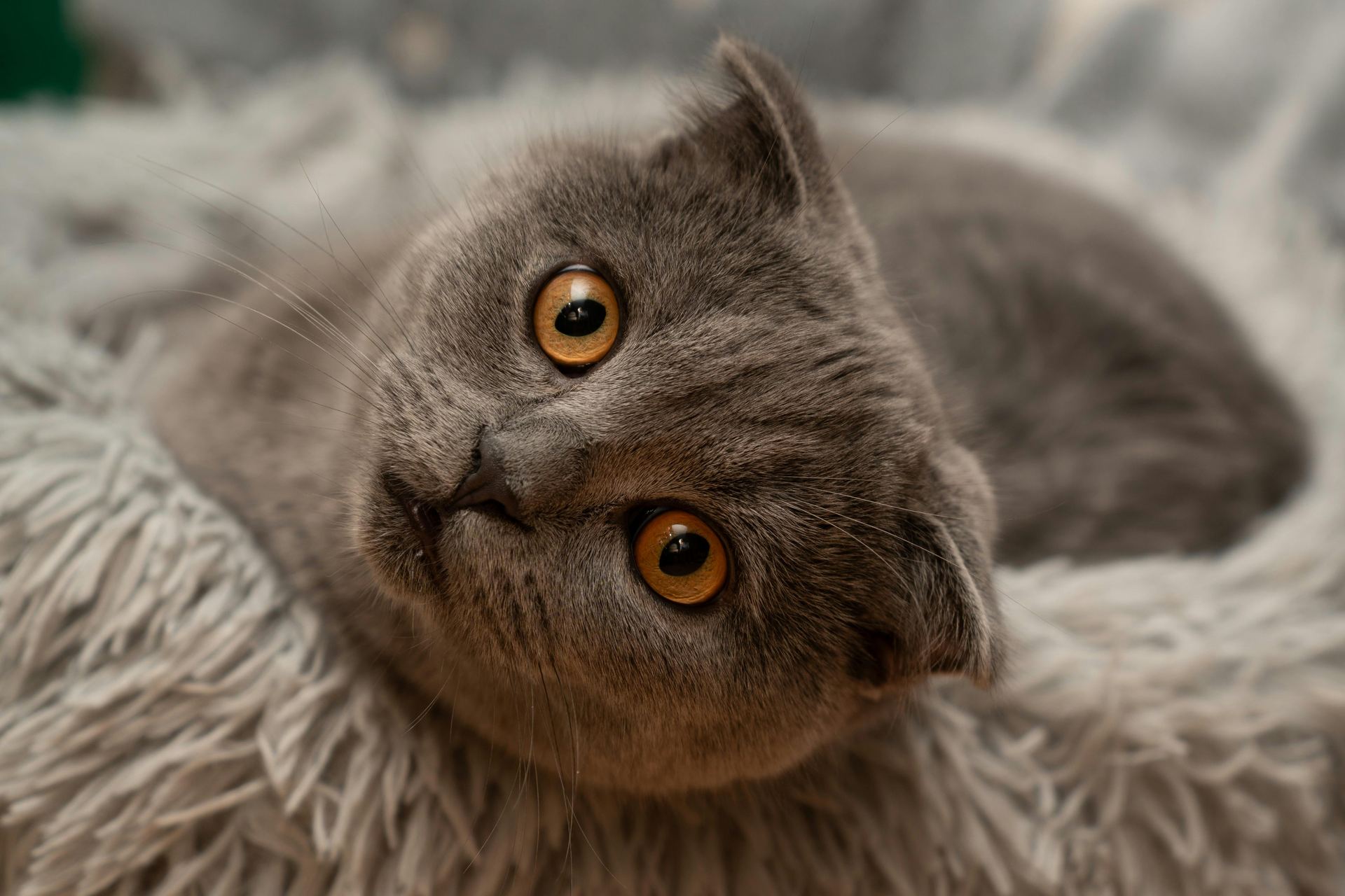 Scottish Fold Kitten | Standard Grey kitten available in Anakapalli