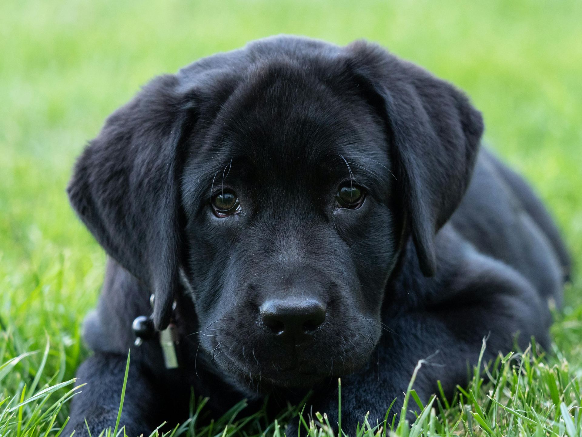 Labrador Retriever Puppy | Black Color for sale in Agra