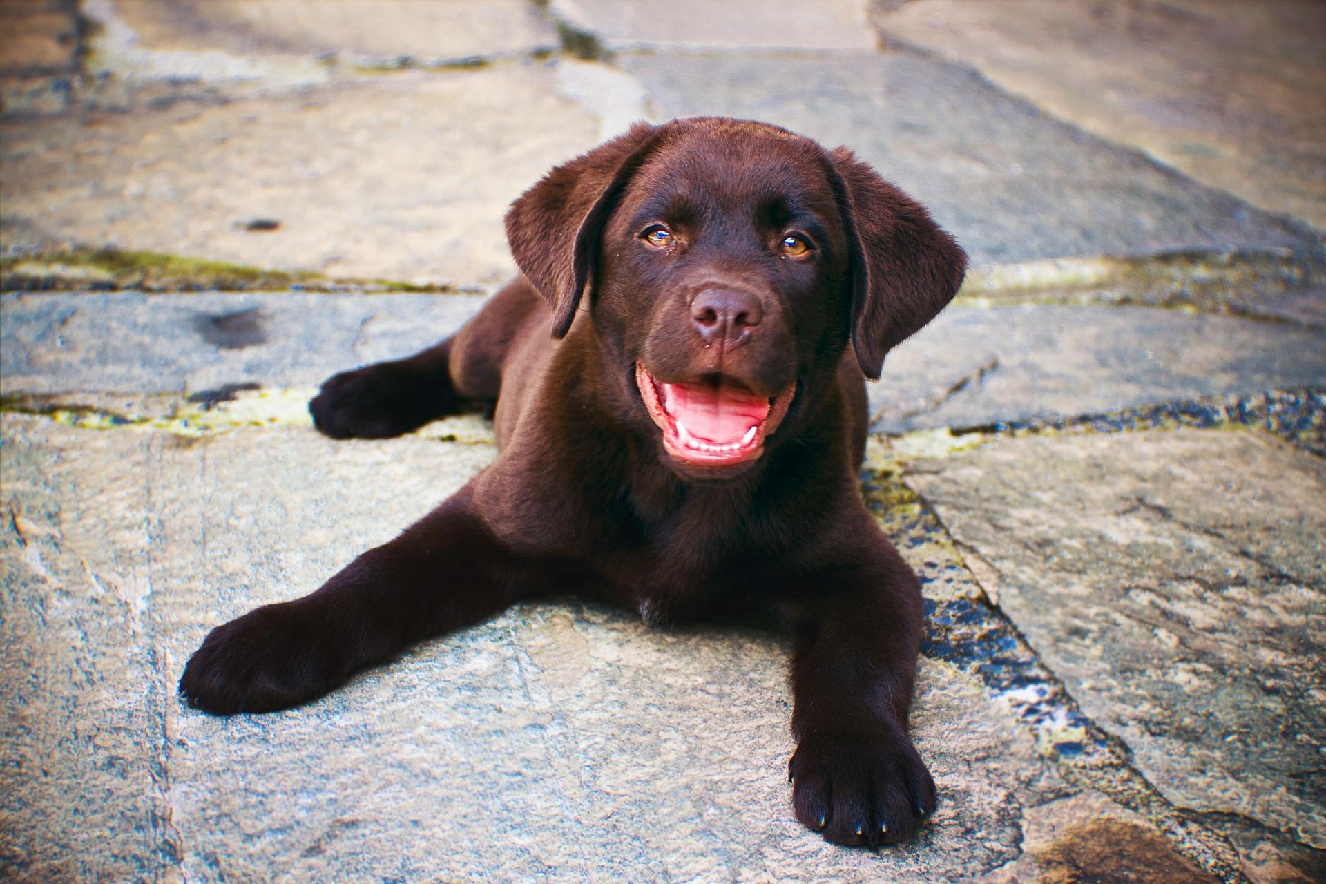 Labrador Retriever Chocolate Puppy available in Agra