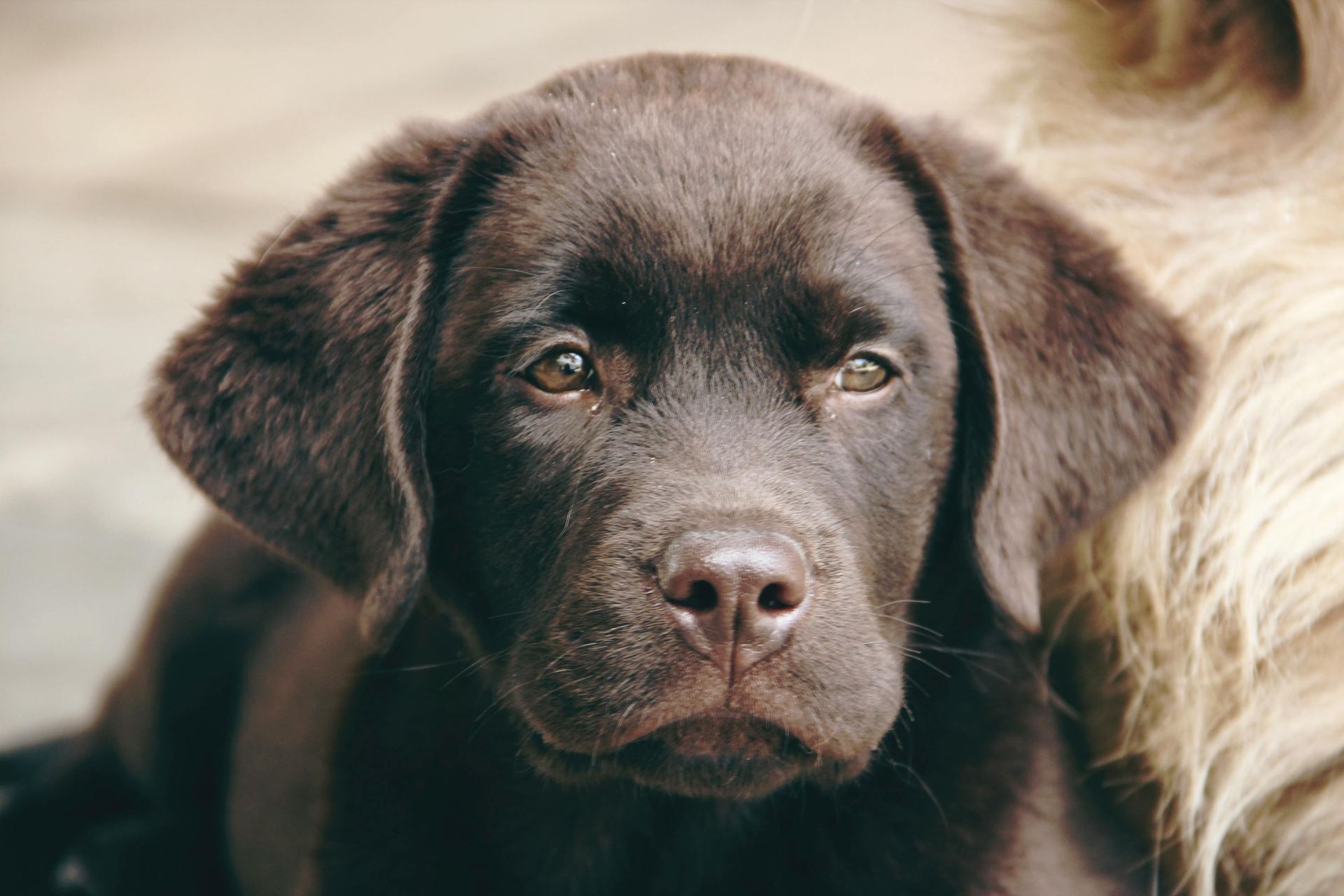 Labrador Retriever Chocolate Puppy for sale in Agra