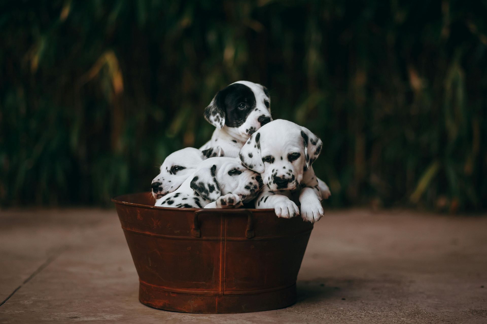 Dalmatian Puppy | Black Dots available in Adilabad
