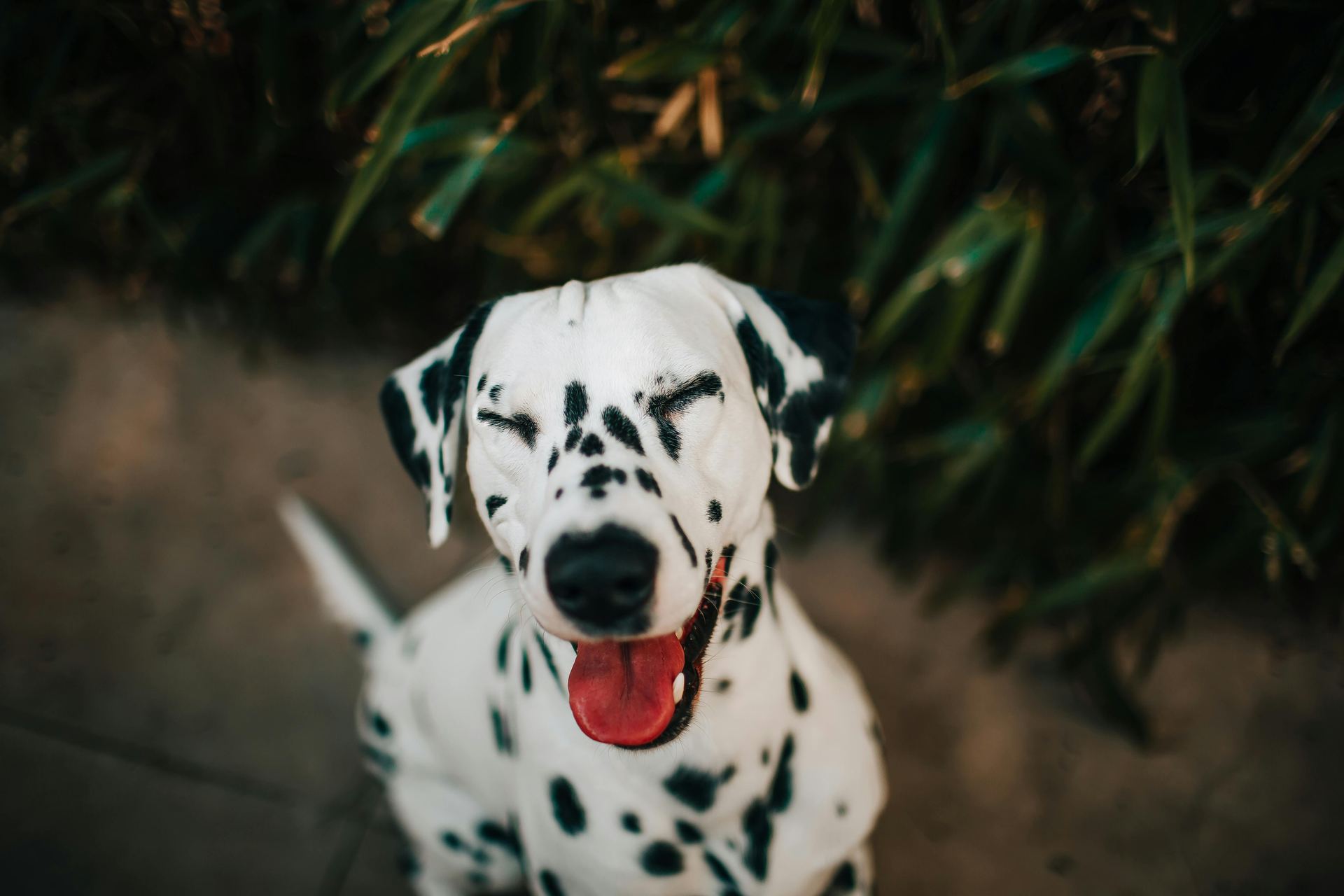 Dalmatian Puppy | Black Dots dog in Adilabad