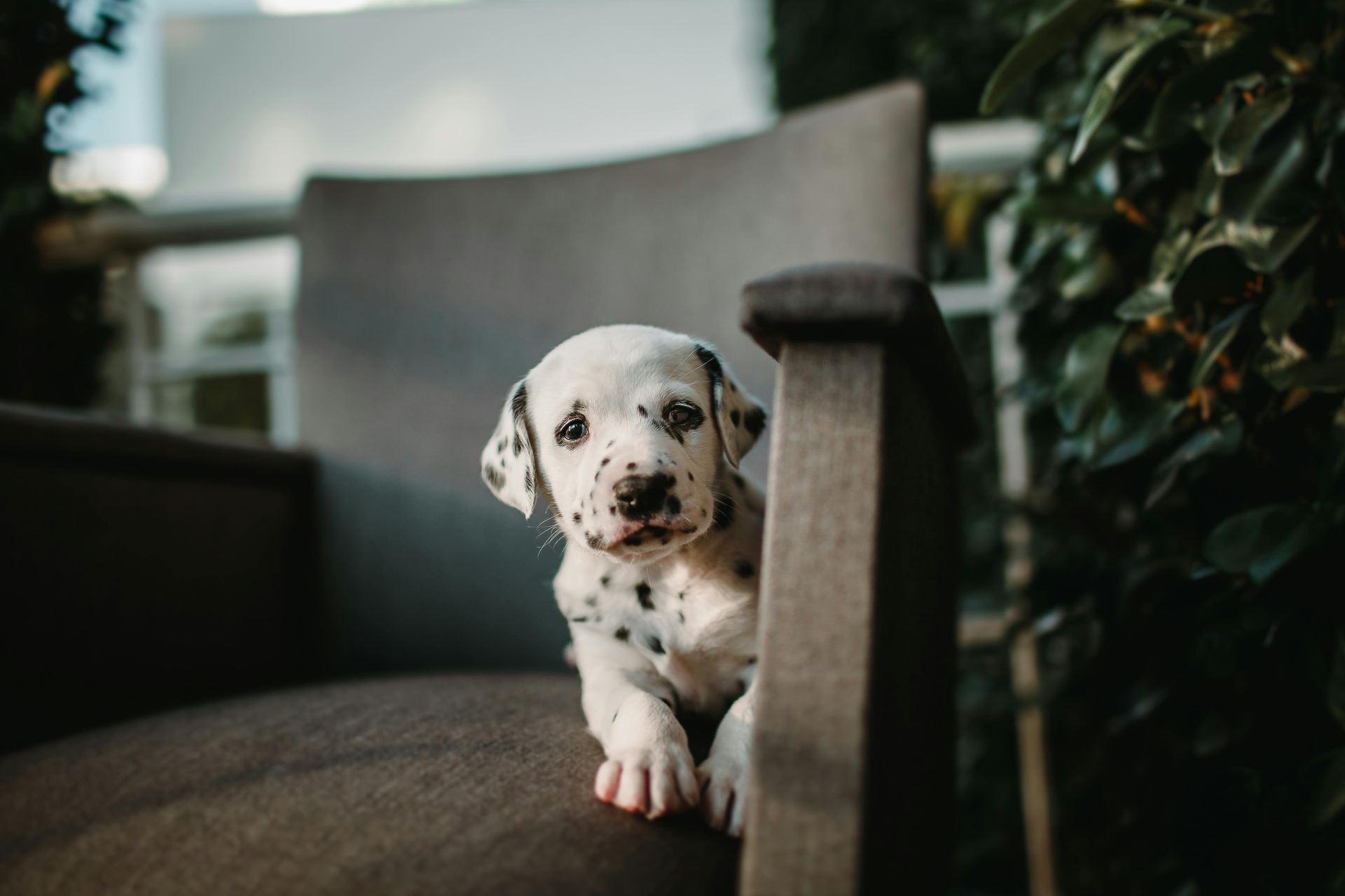 Dalmatian Puppy | Black Dots puppy in Adilabad