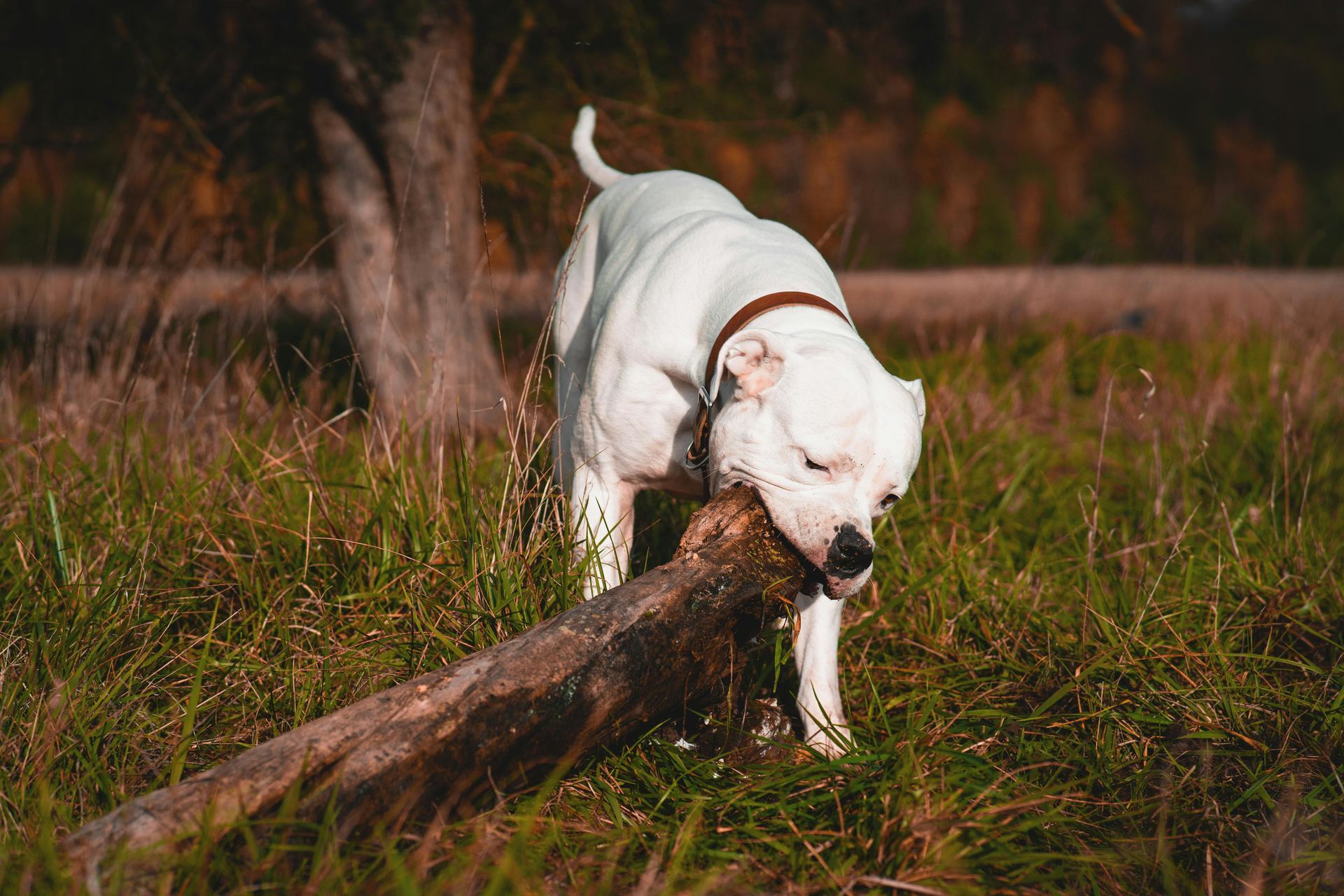 Dogo Argentino Puppy available in West