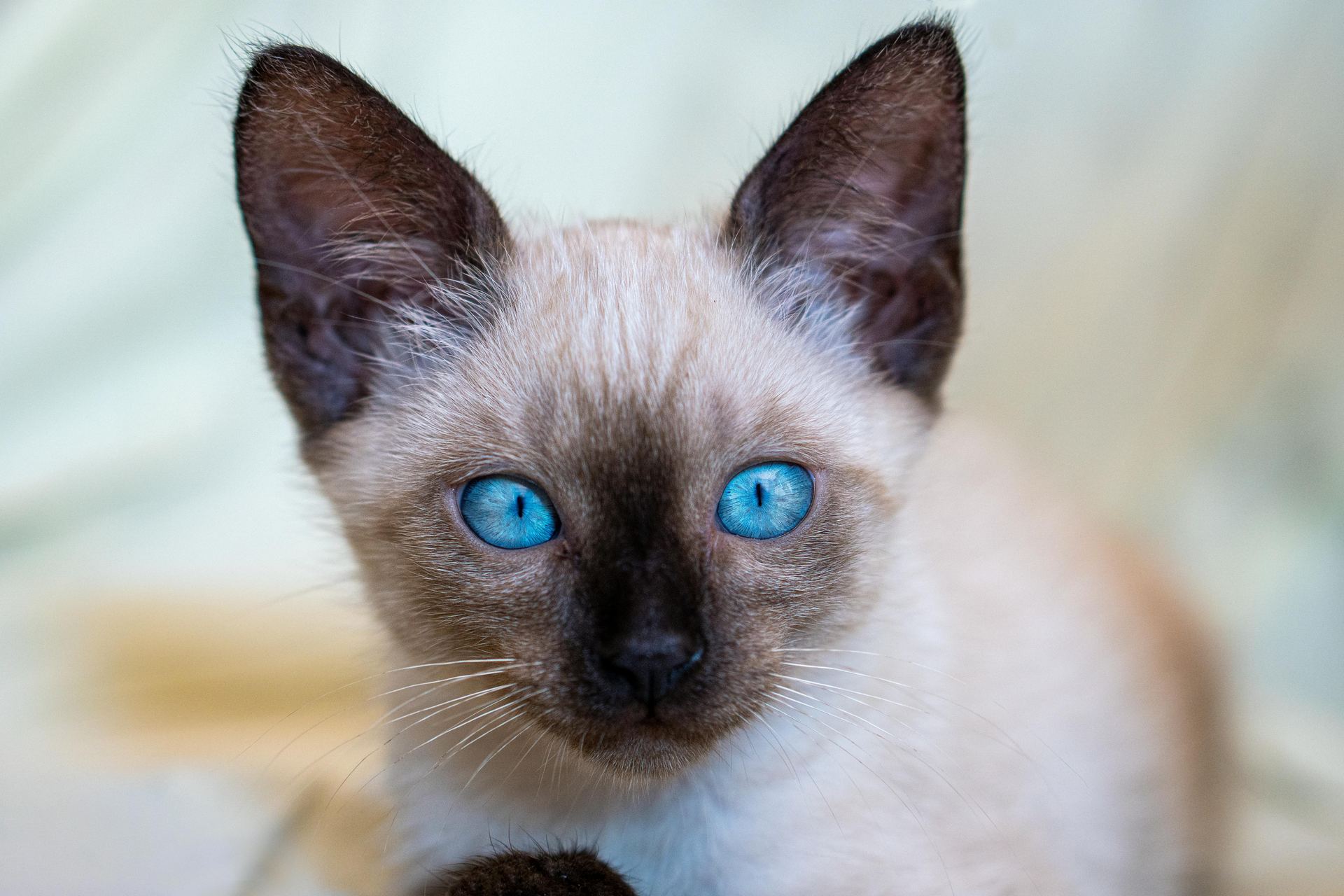 Buy Siamese Kitten in Anakapalli