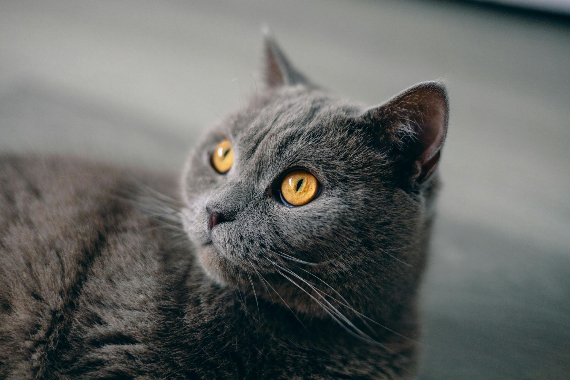 British Short Hair Kittens cat in Adilabad