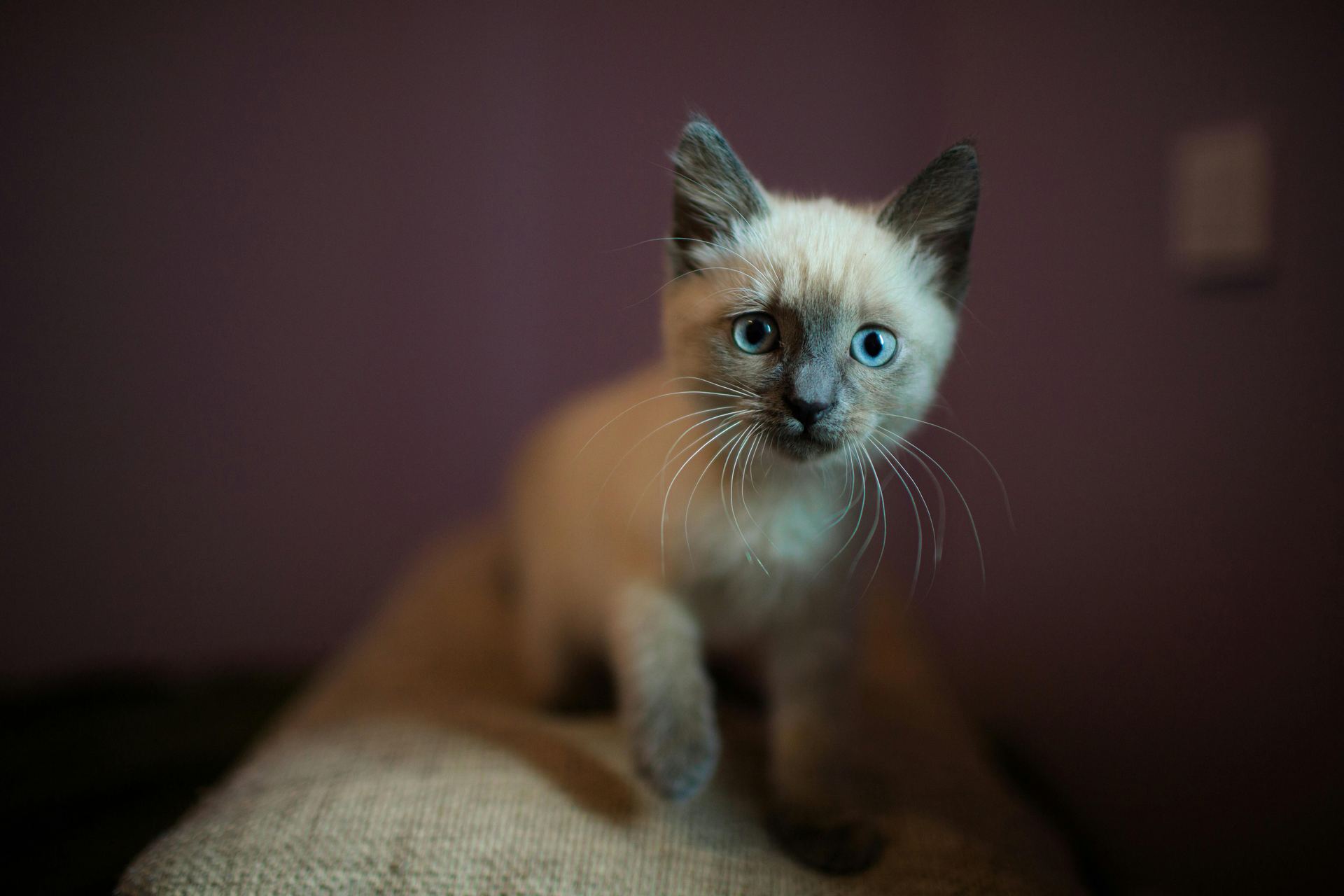 Siamese Kitten cat in Anakapalli