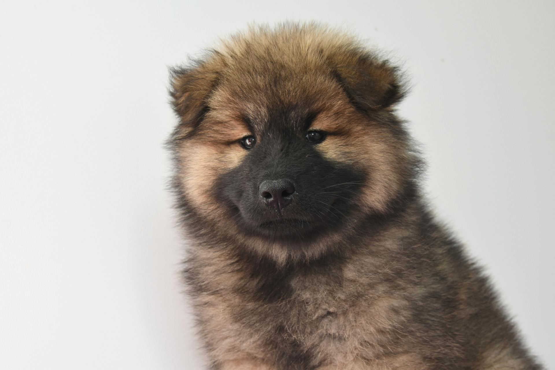 Chow Chow Puppy | Fawn Color for sale in Mumbai Suburban