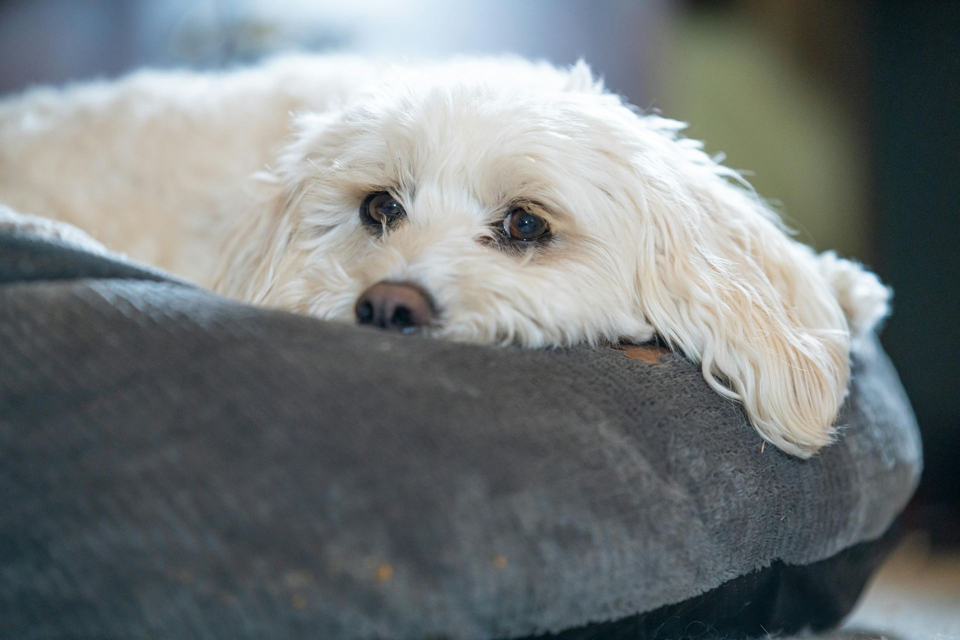Bichon Frise Puppy for sale in Adilabad