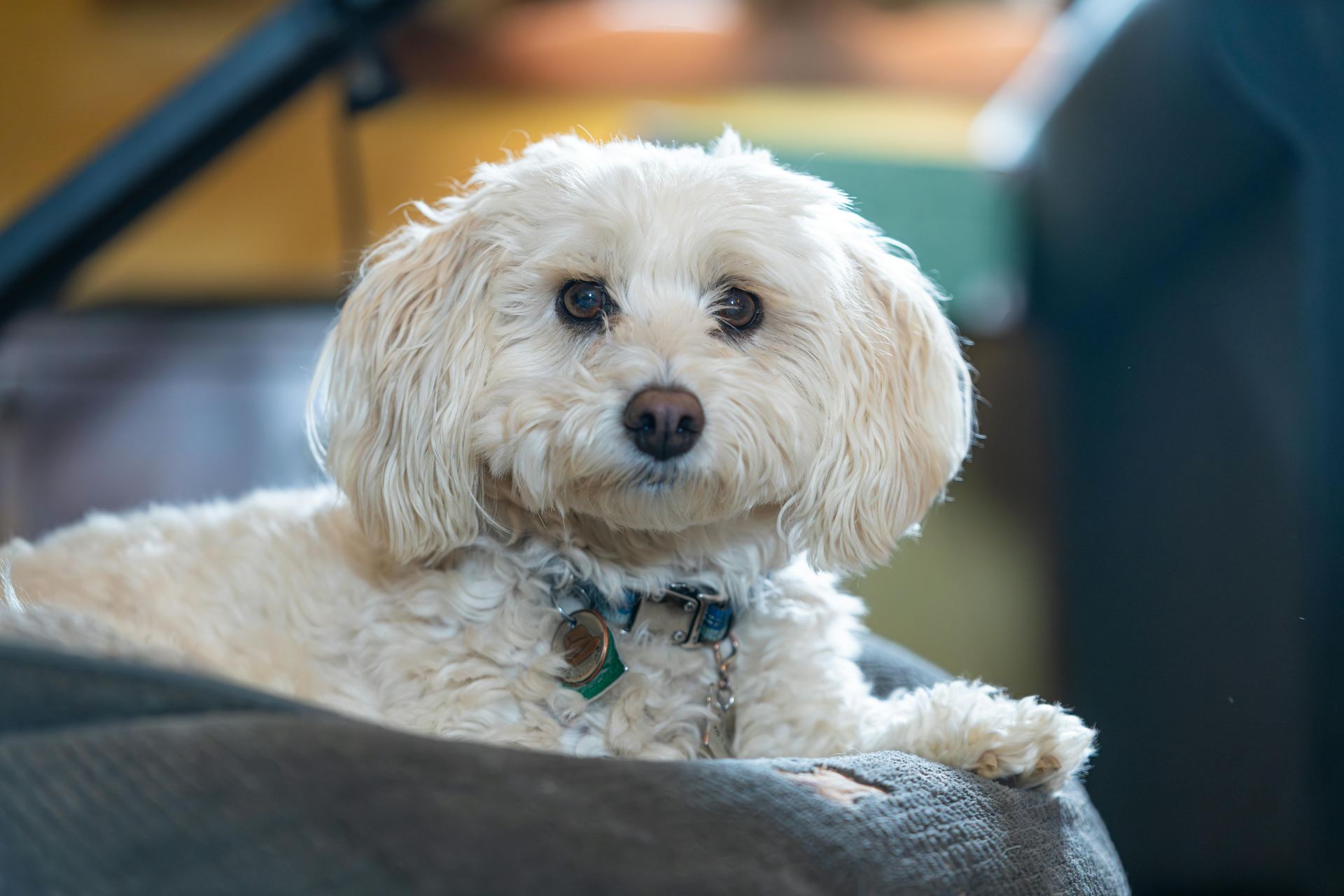 Maltese Puppy | White for sale in Bhavnagar