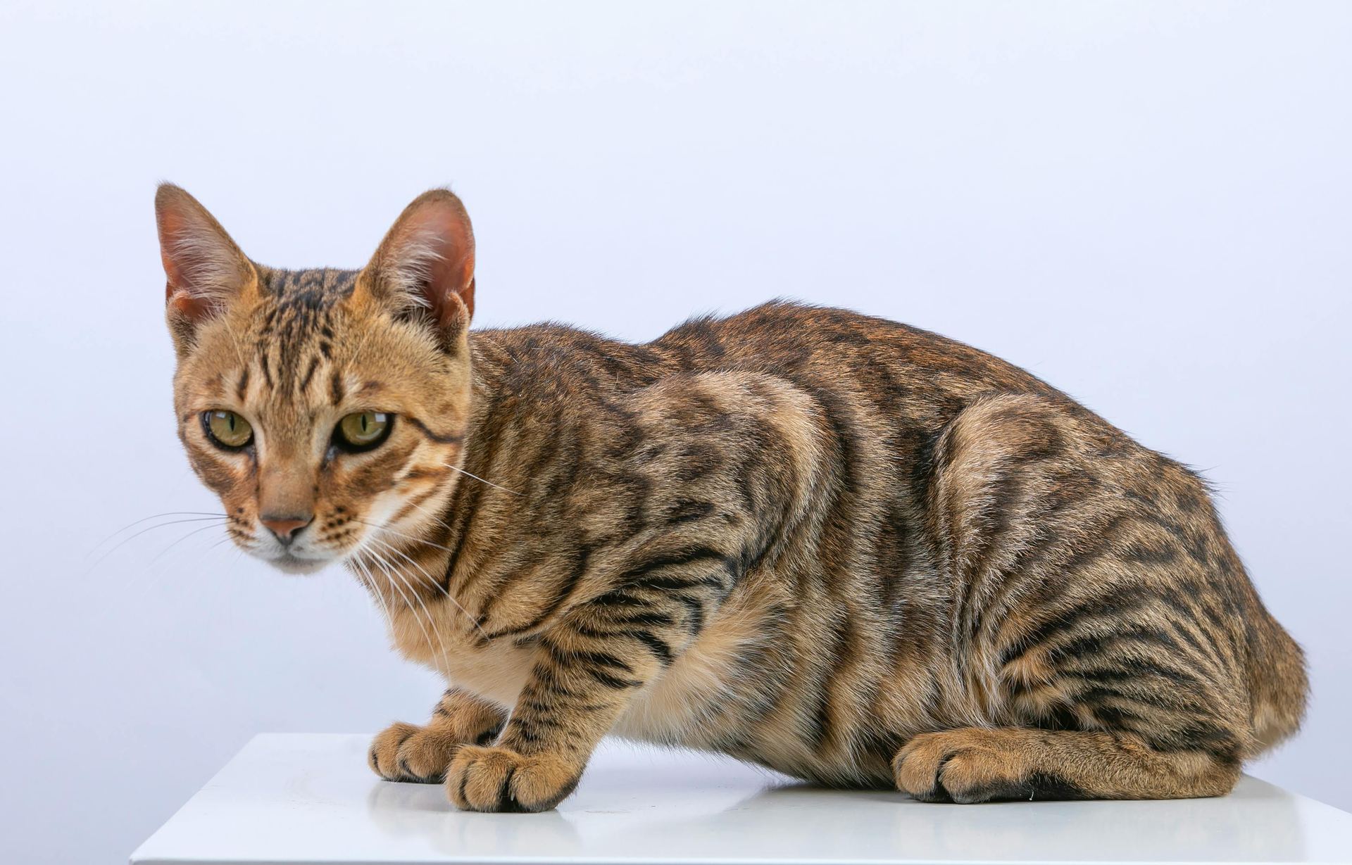 Bengal Kittens cat in Adilabad