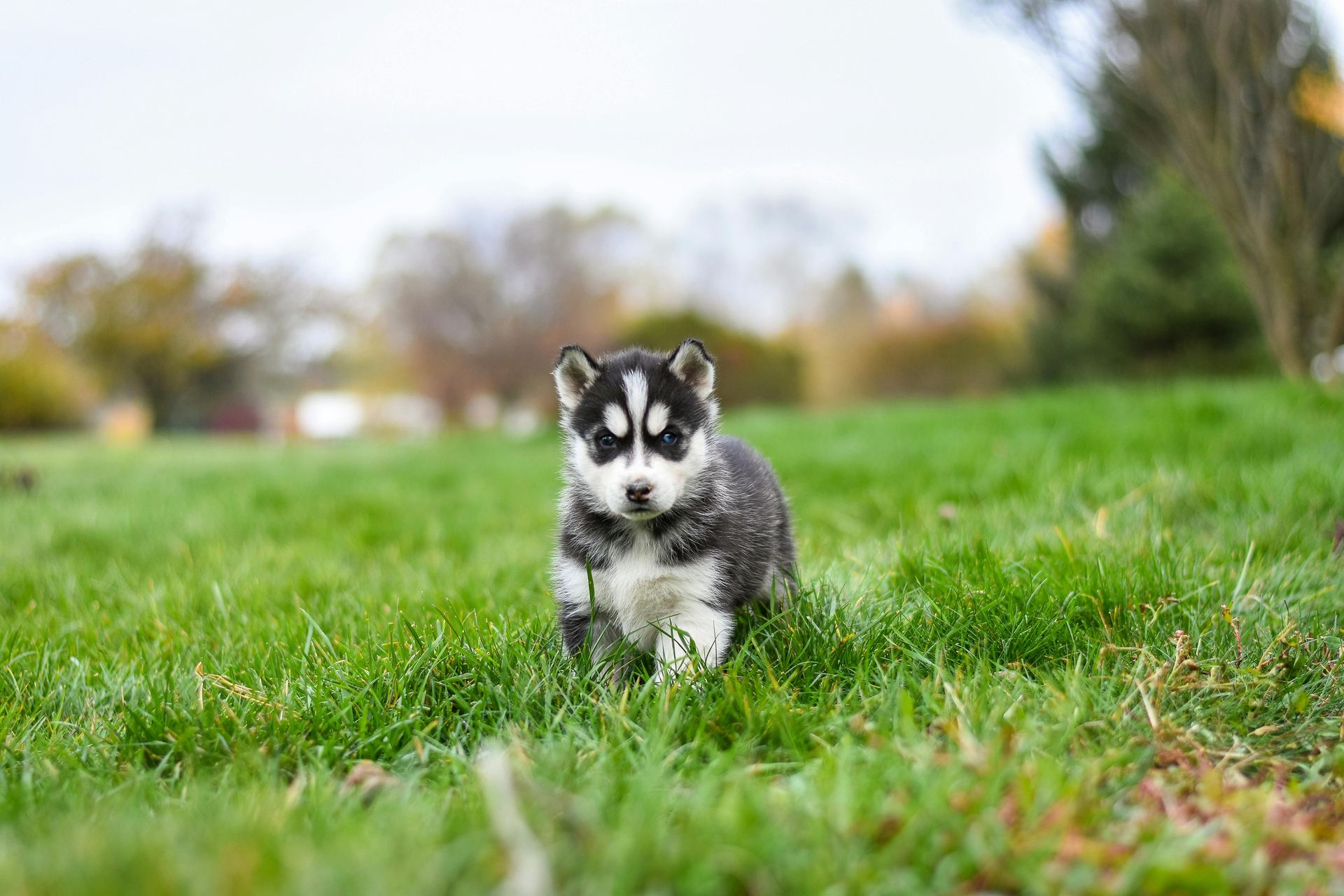 Siberian Husky Puppy | Black & White Color for sale in Agra