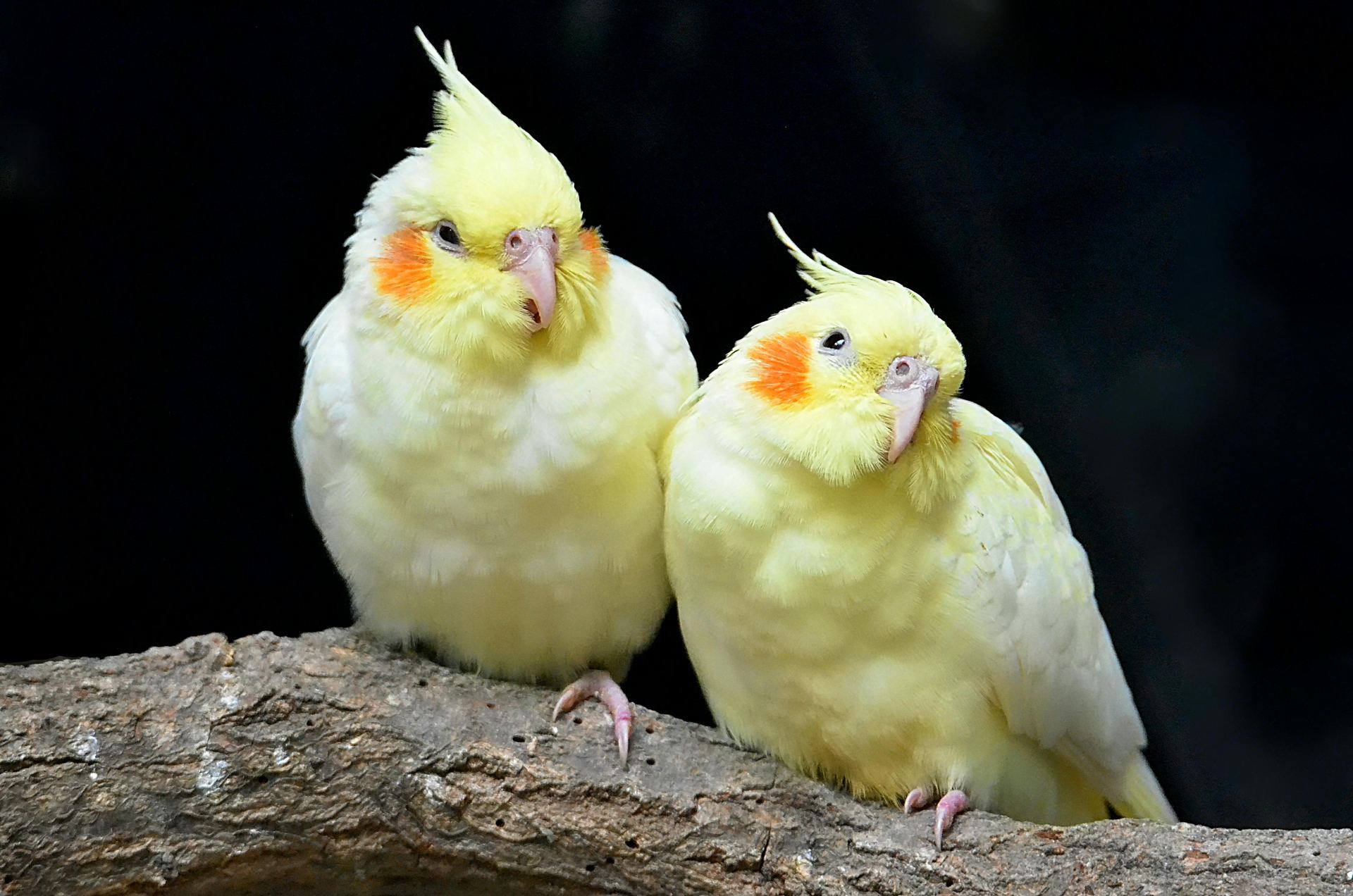 Cockatiel | Lutino bird in Adilabad