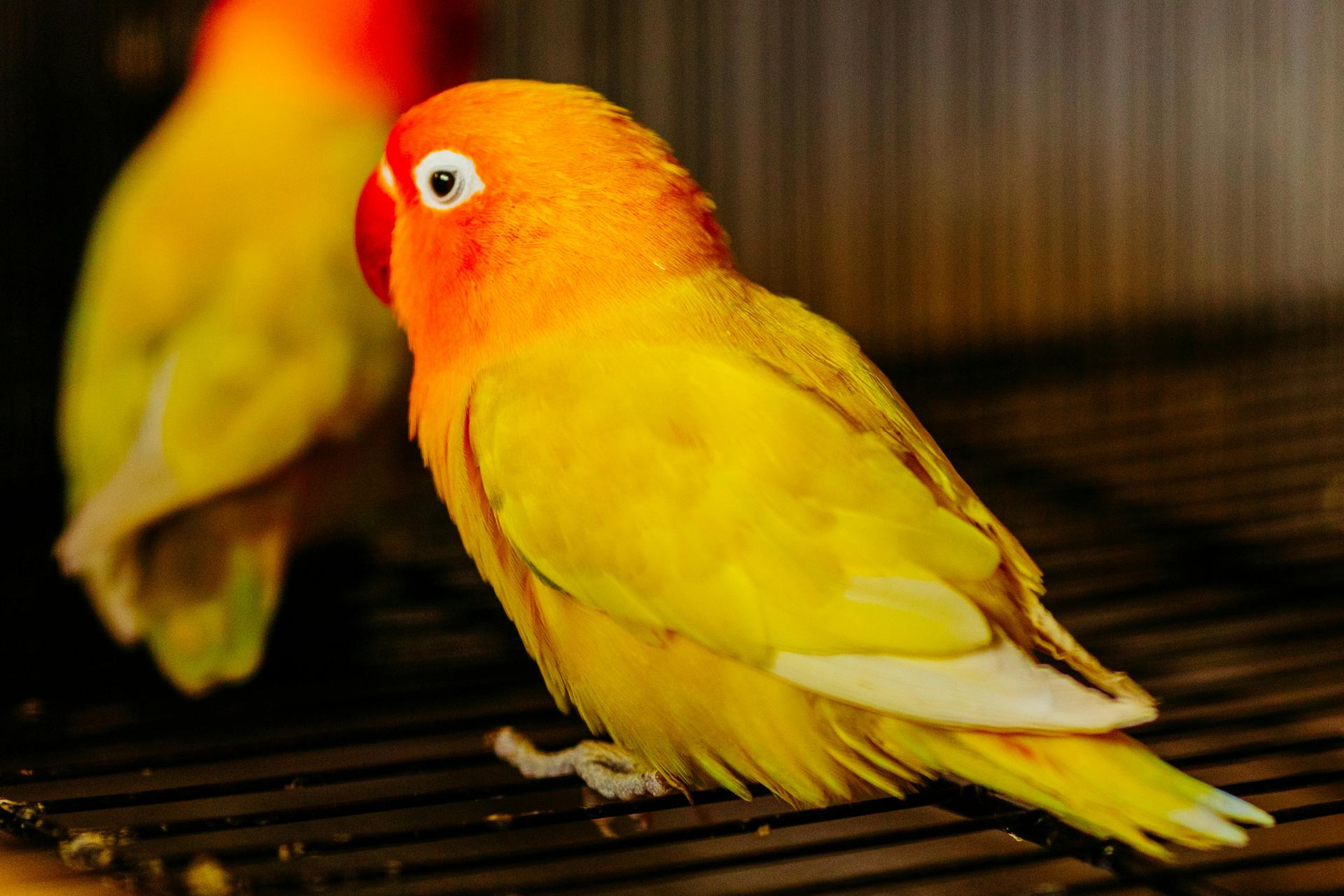 African Love Birds | Yellow & Orange for sale in Adilabad