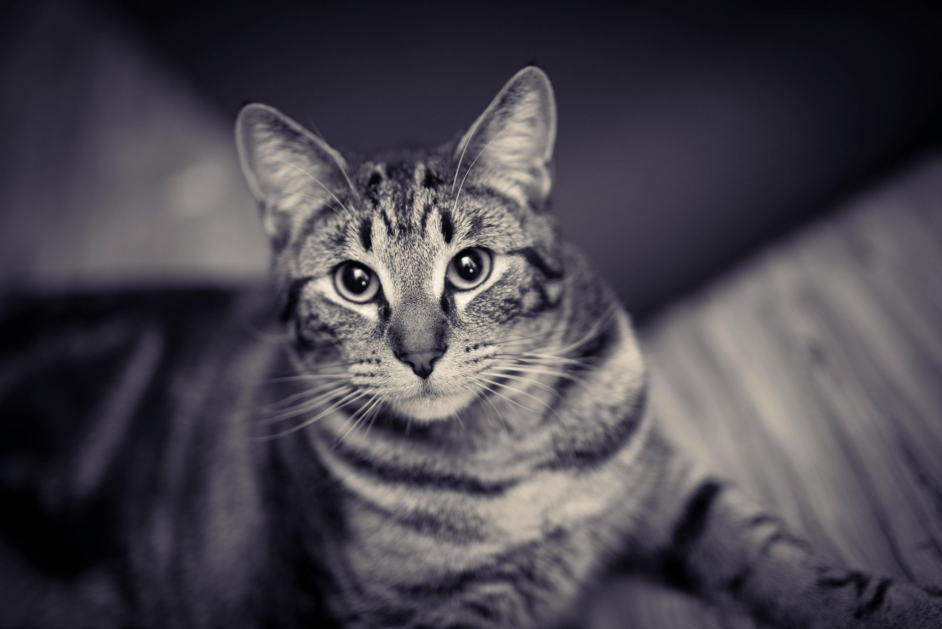 American Short Hair  Kitten kitten available in Adilabad