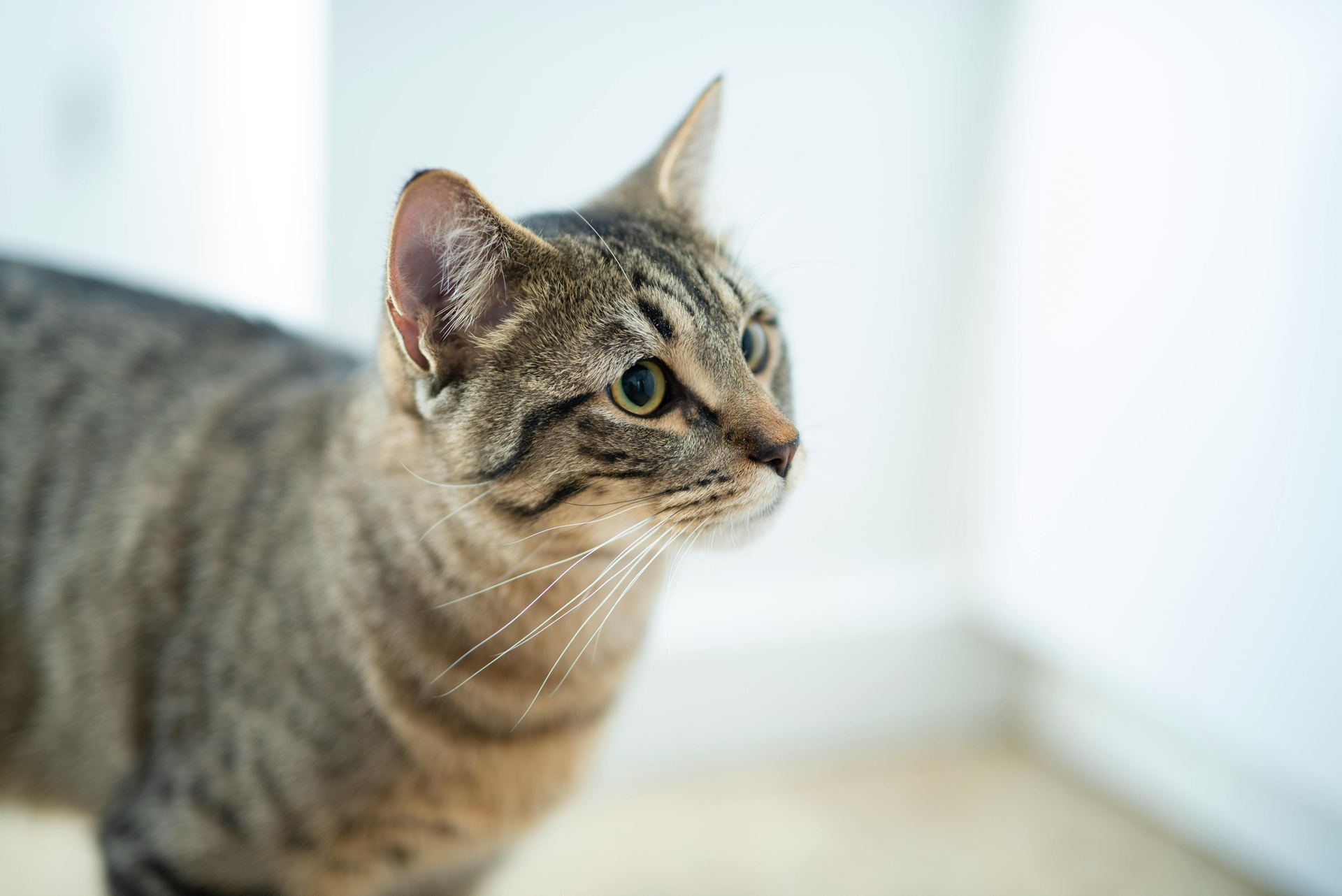 American Short Hair  Kitten