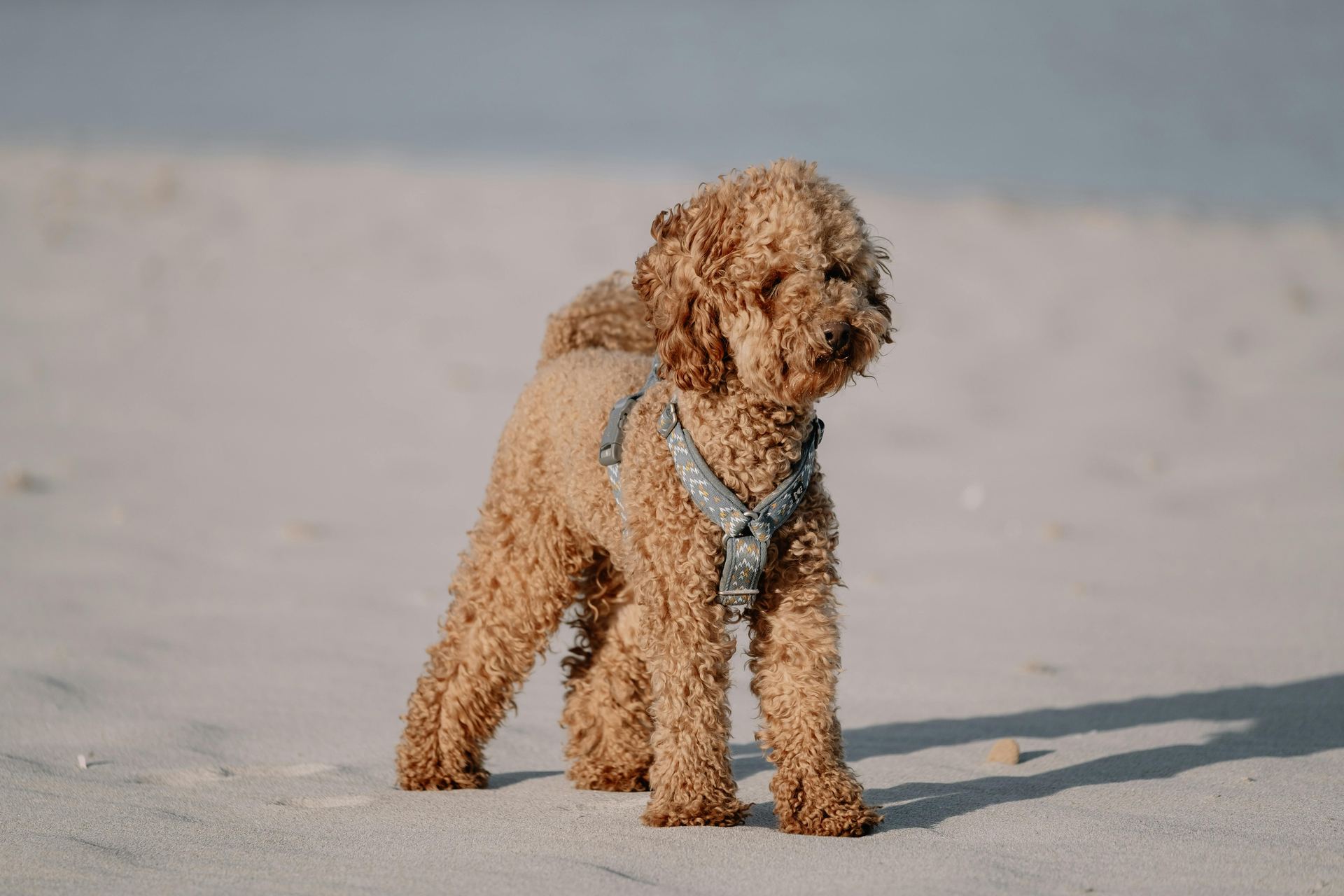 Toy Poodle Puppy for sale in Solan
