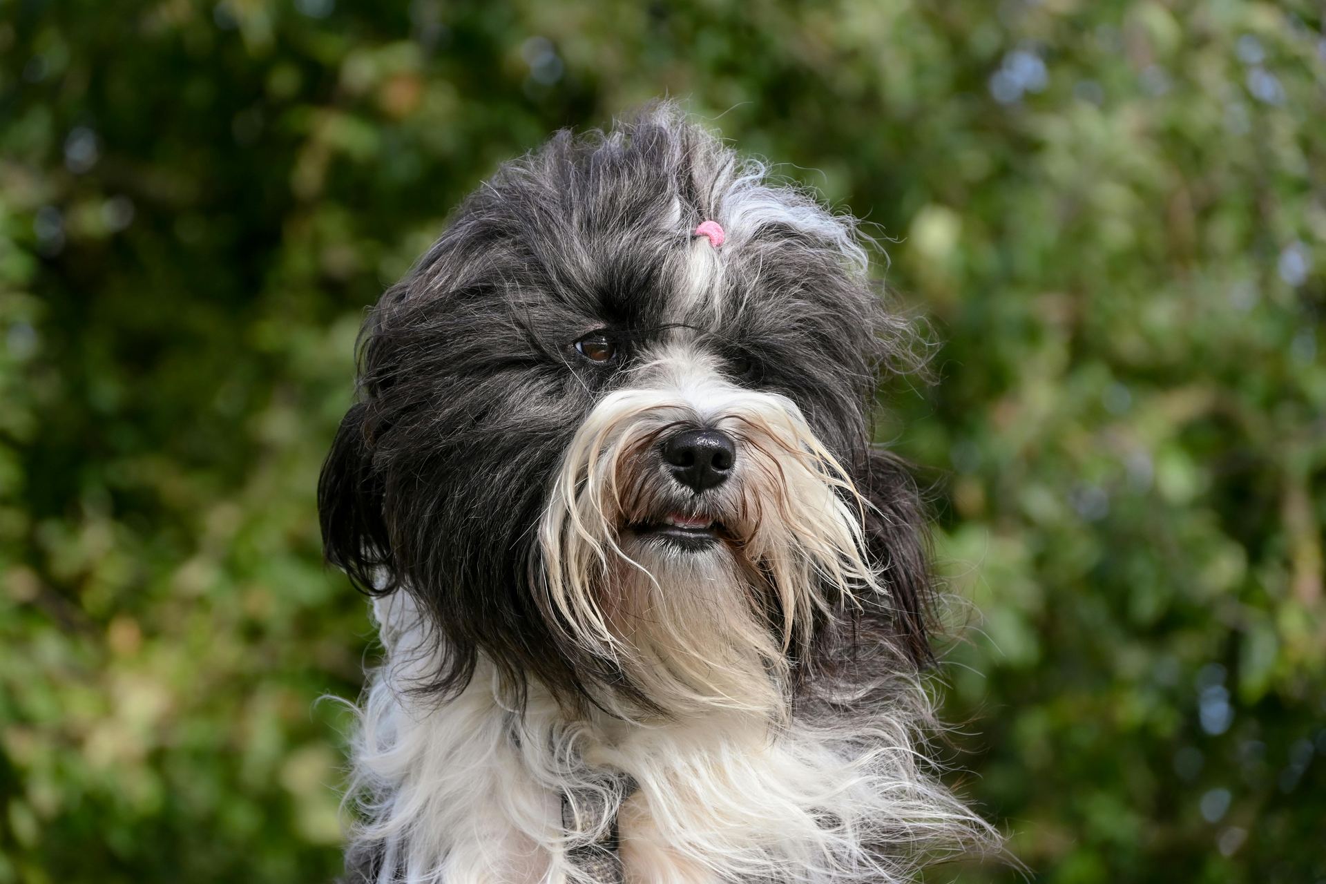 Lhasa Apso Puppies available in Adilabad