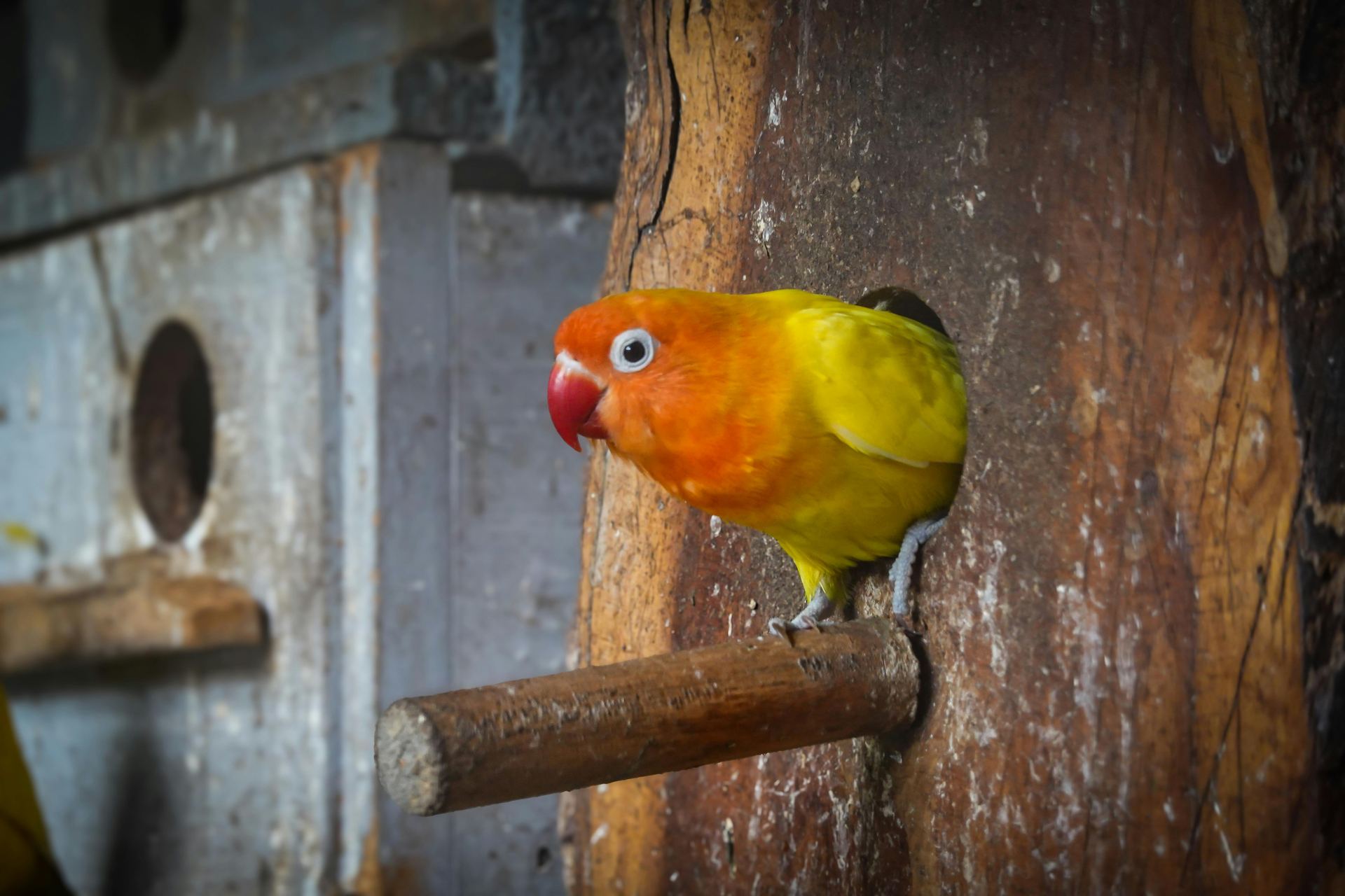 African Love Birds | Yellow & Orange bird in Adilabad
