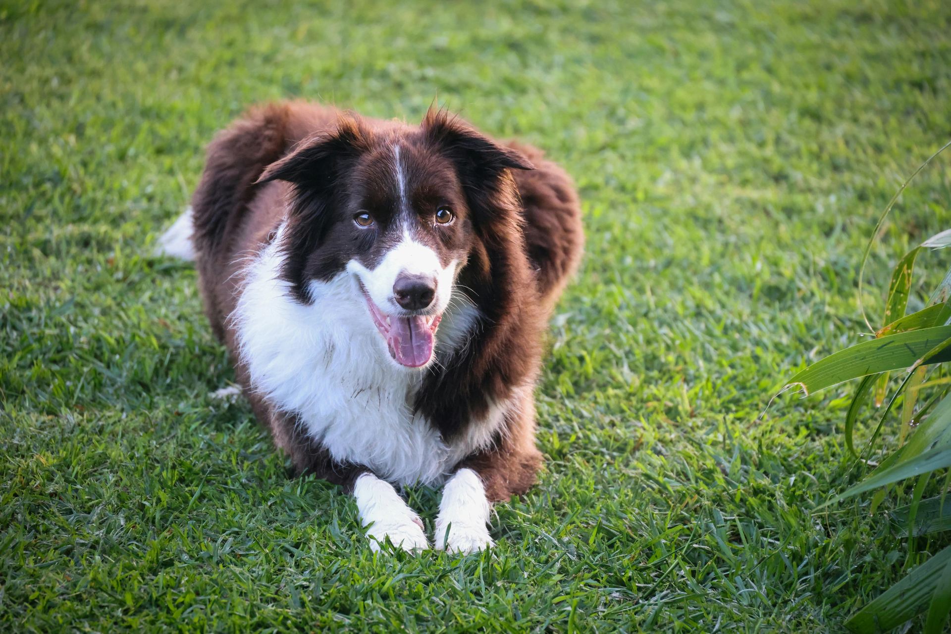 Border Collie Puppy