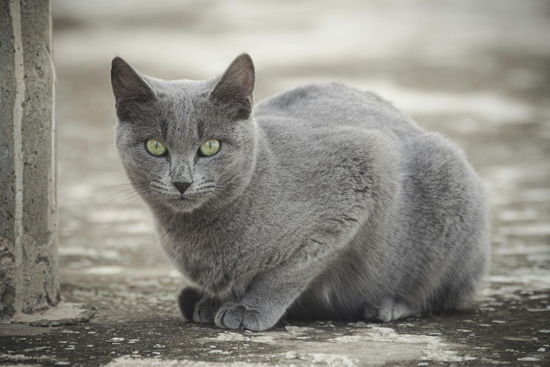 Russian Blue Kitten cat in Adilabad